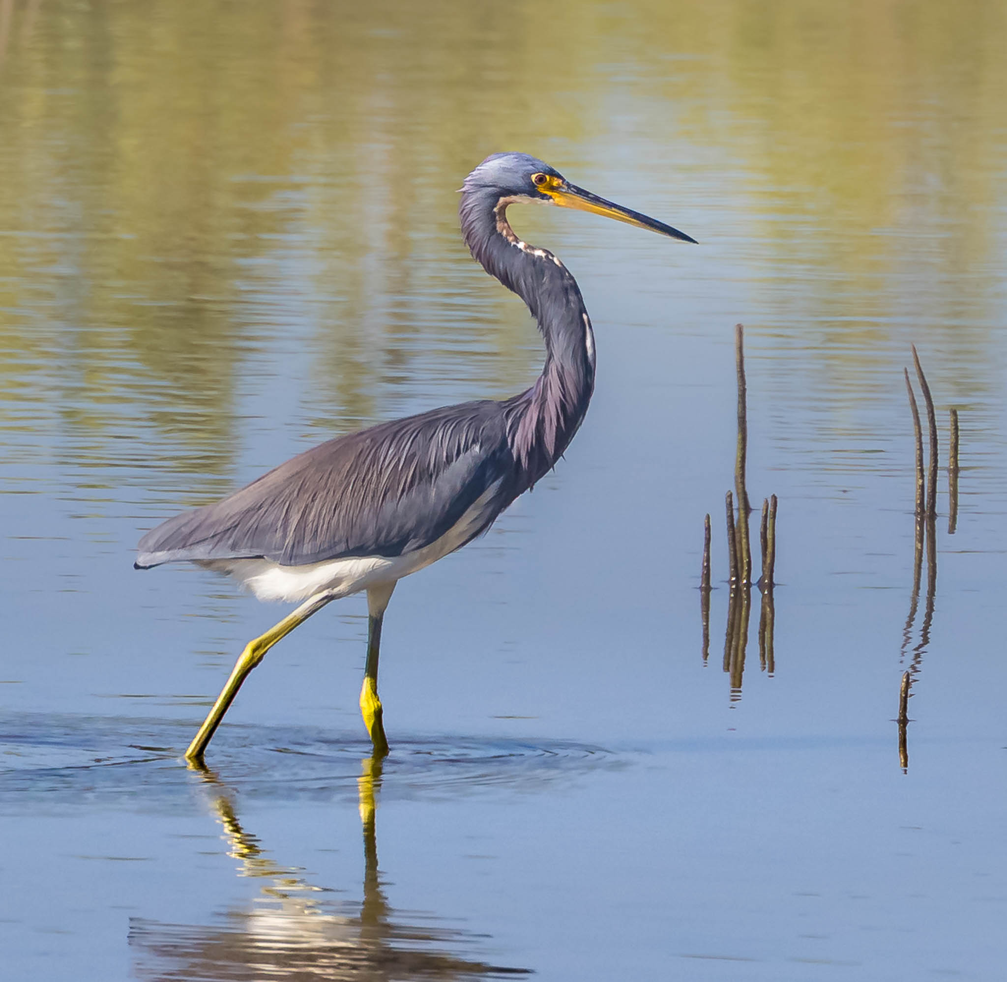 Tricolored Heron