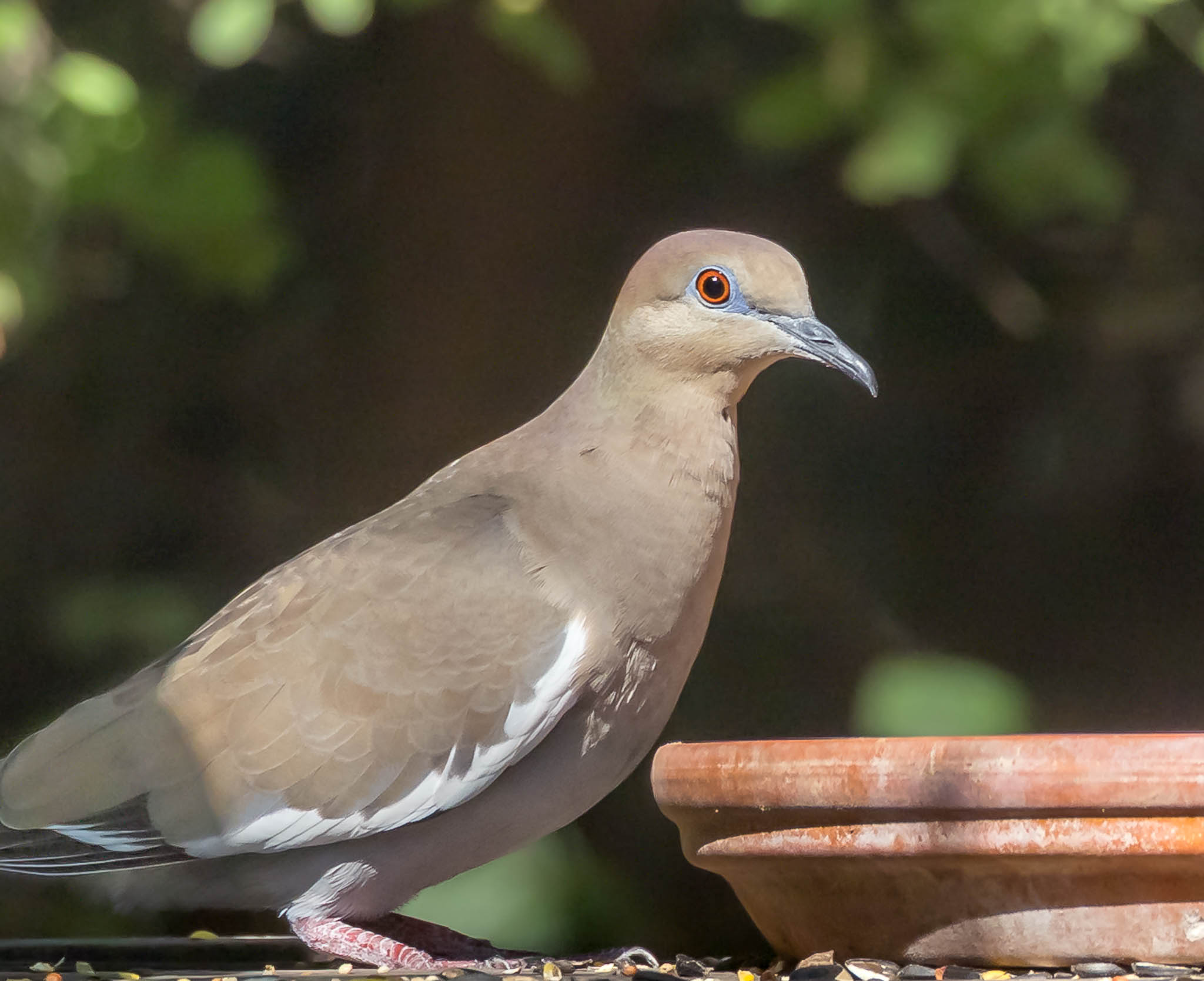 White Winged Dove