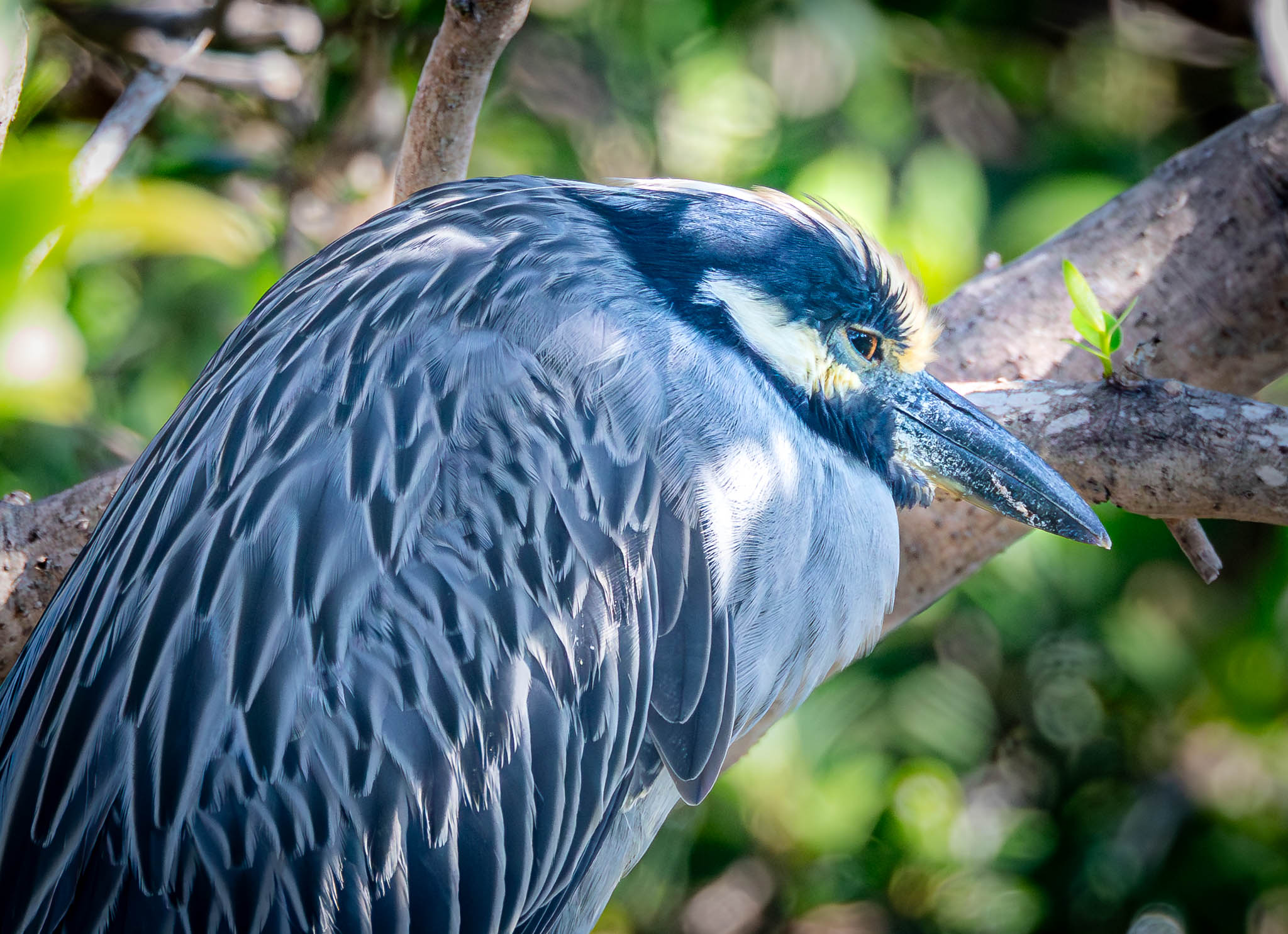 Yellow Crowned Night Heron