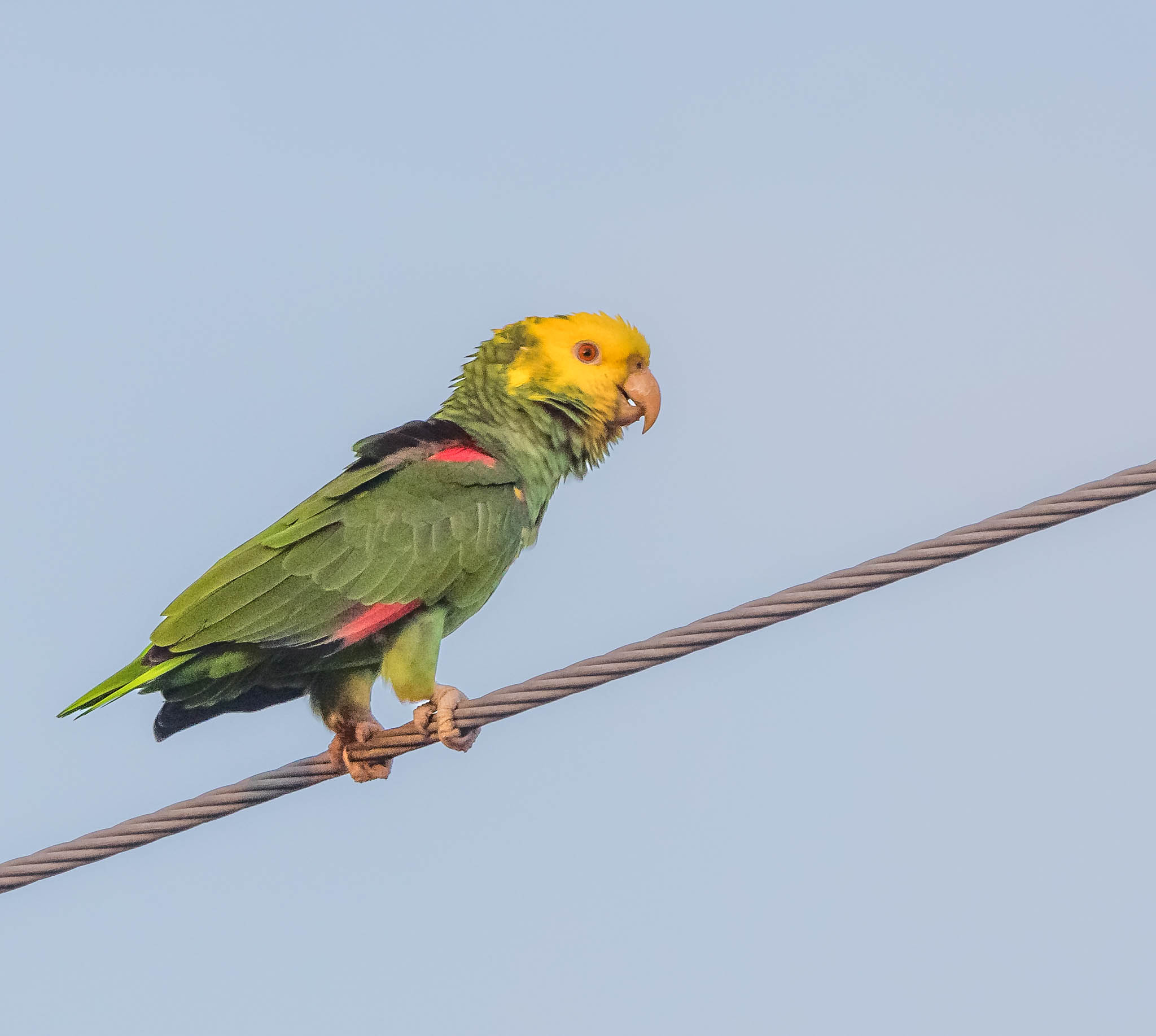 Yellow Headed Amazon
