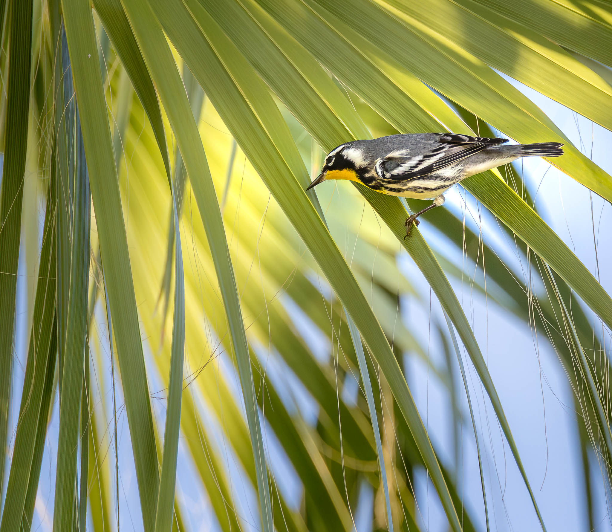 Yellow Throated Warbler