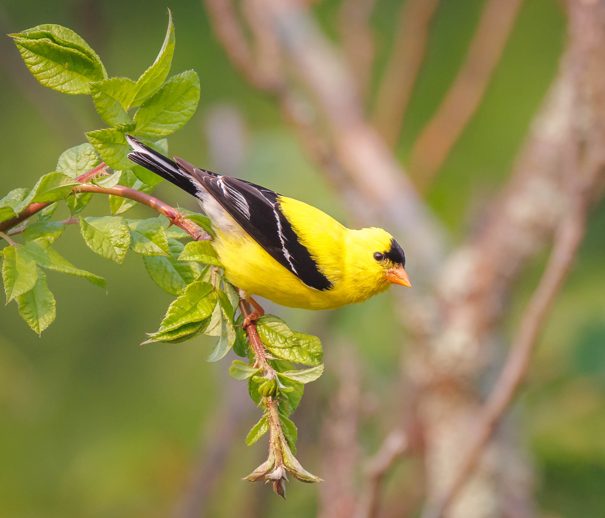 American Goldfinch