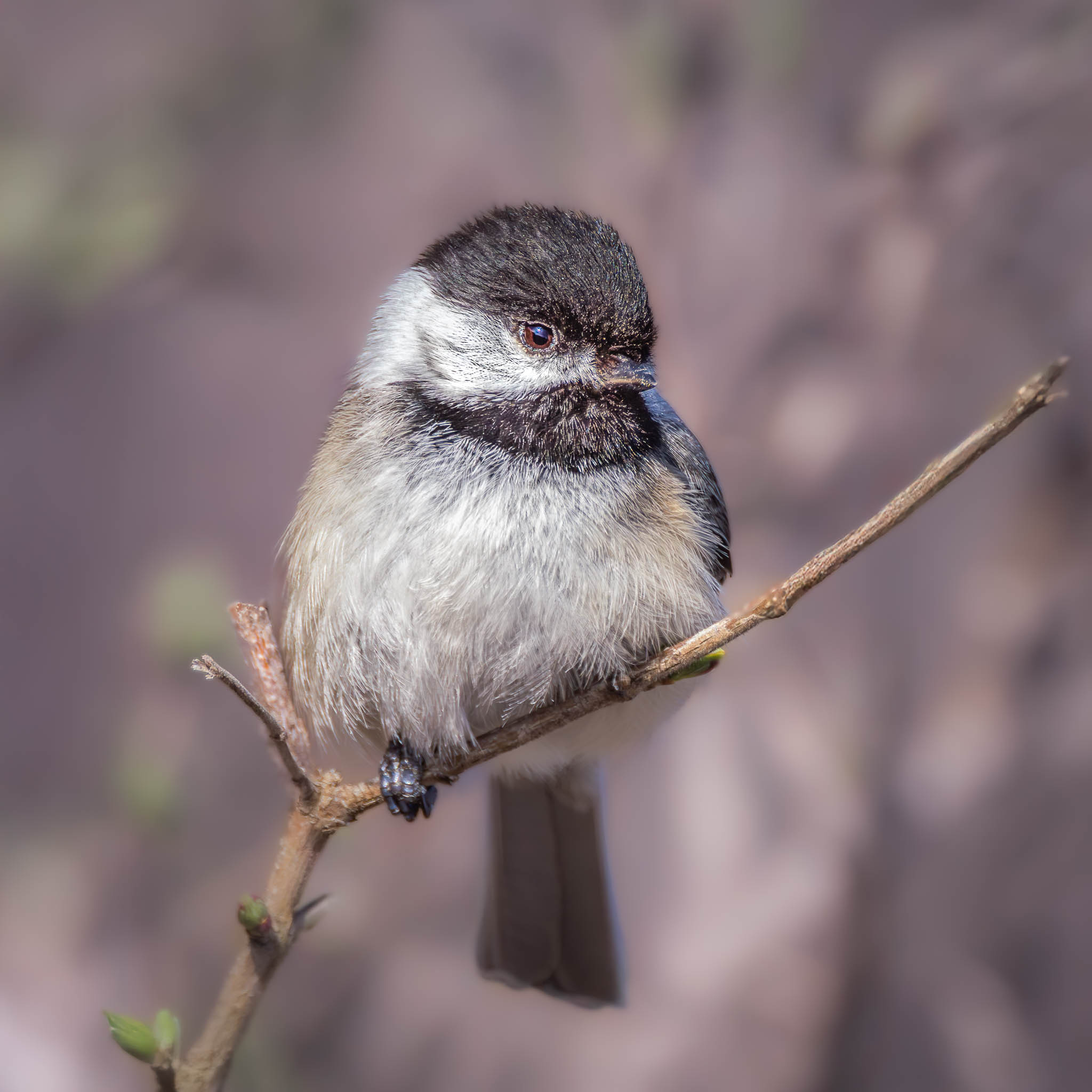 Black Capped Chickadee
