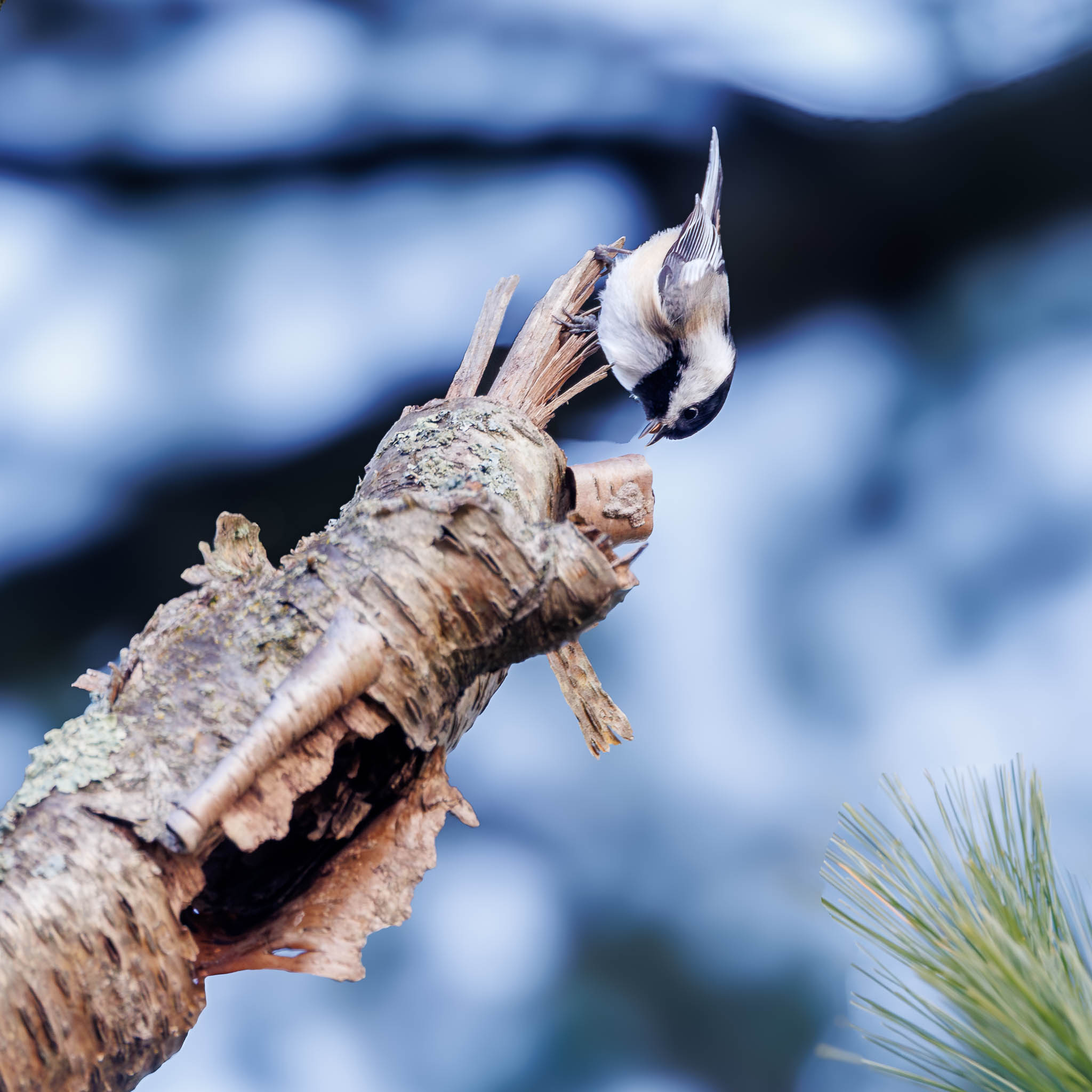 Black Capped Chickadee