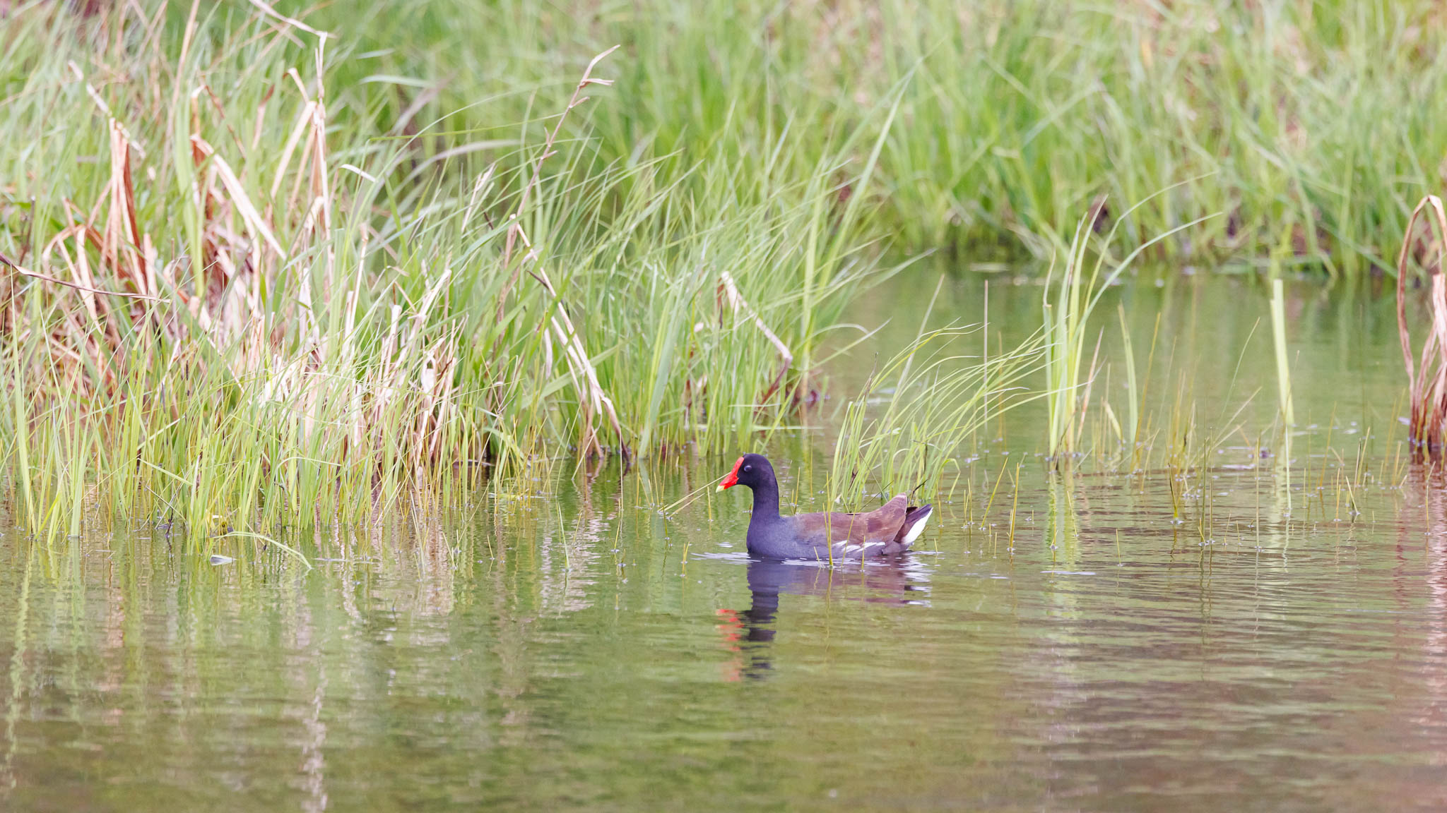 Common Gallinule