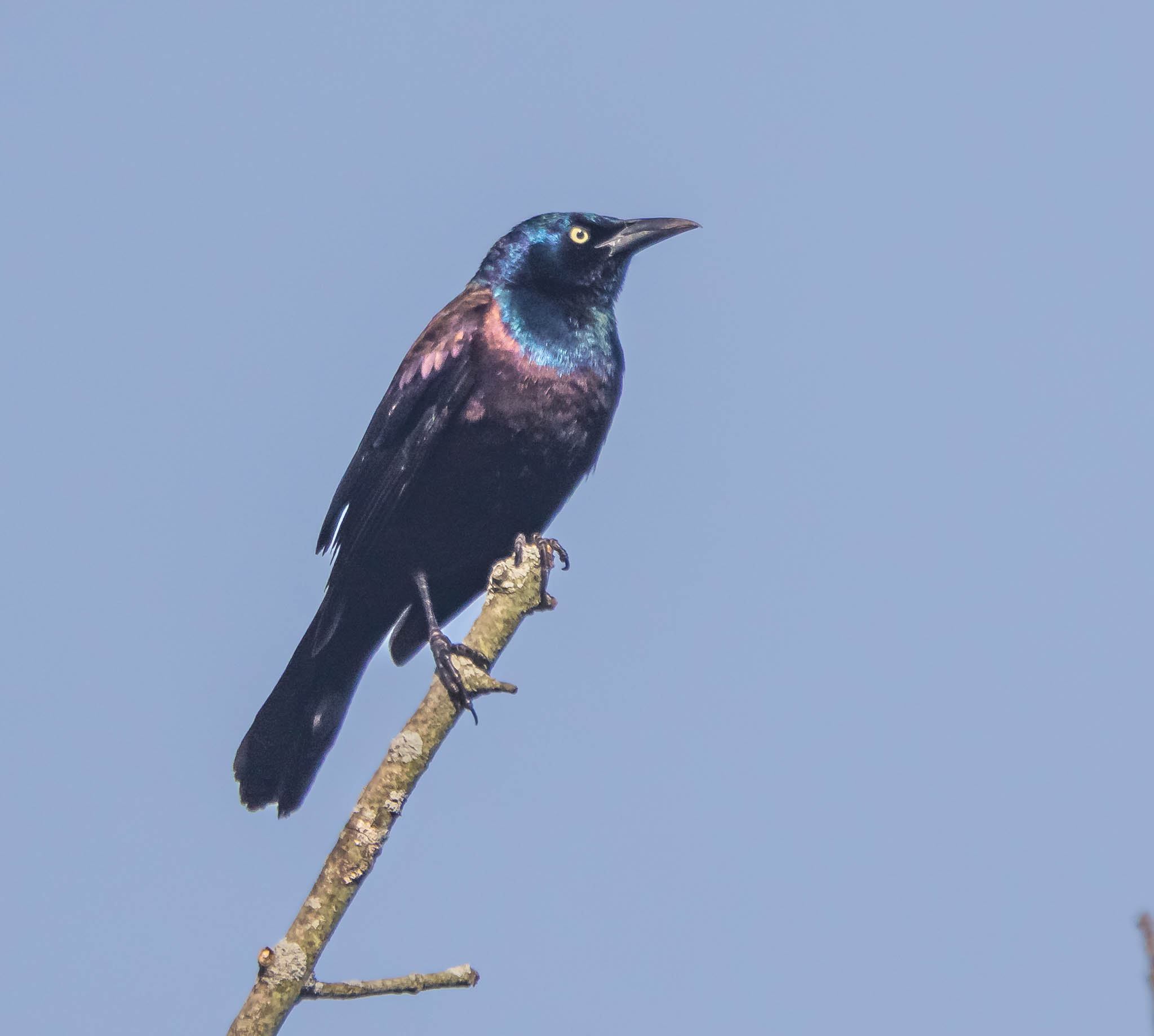Common Grackle