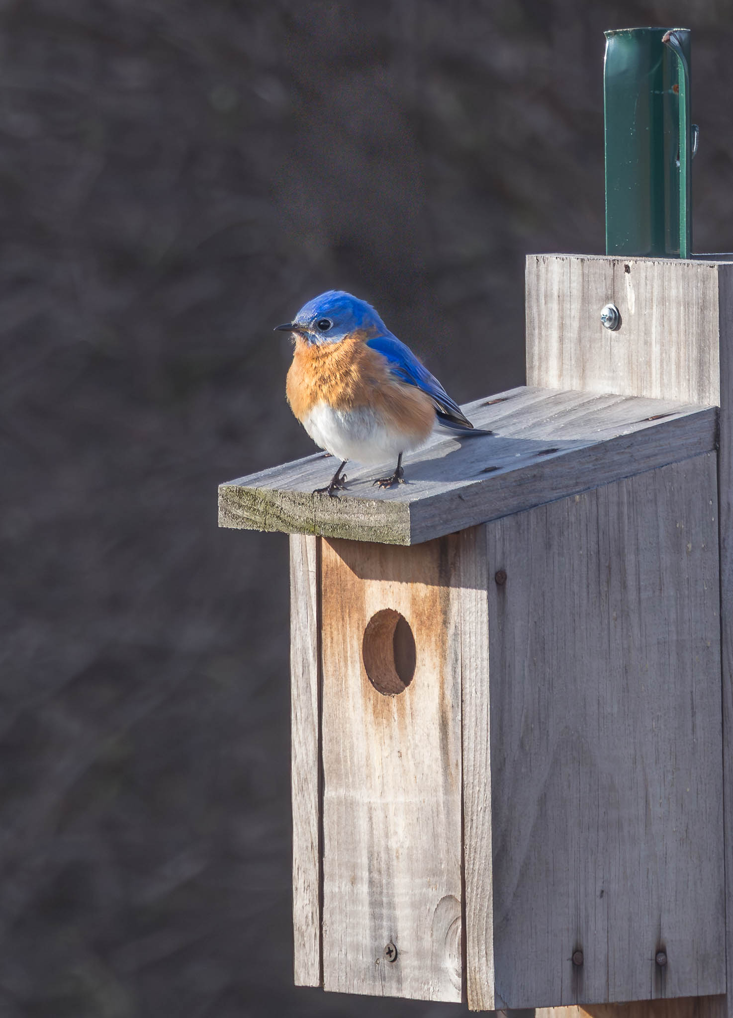 Eastern Bluebird