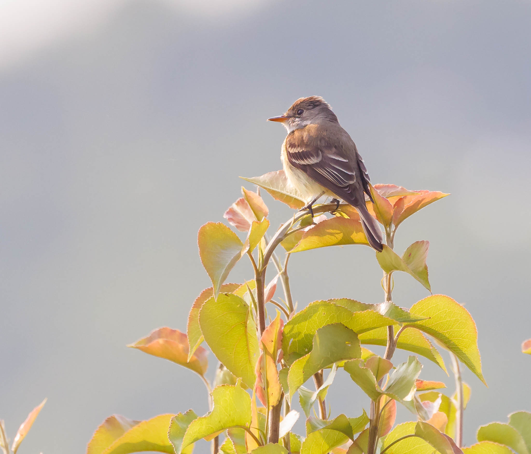 Eastern Phoebe