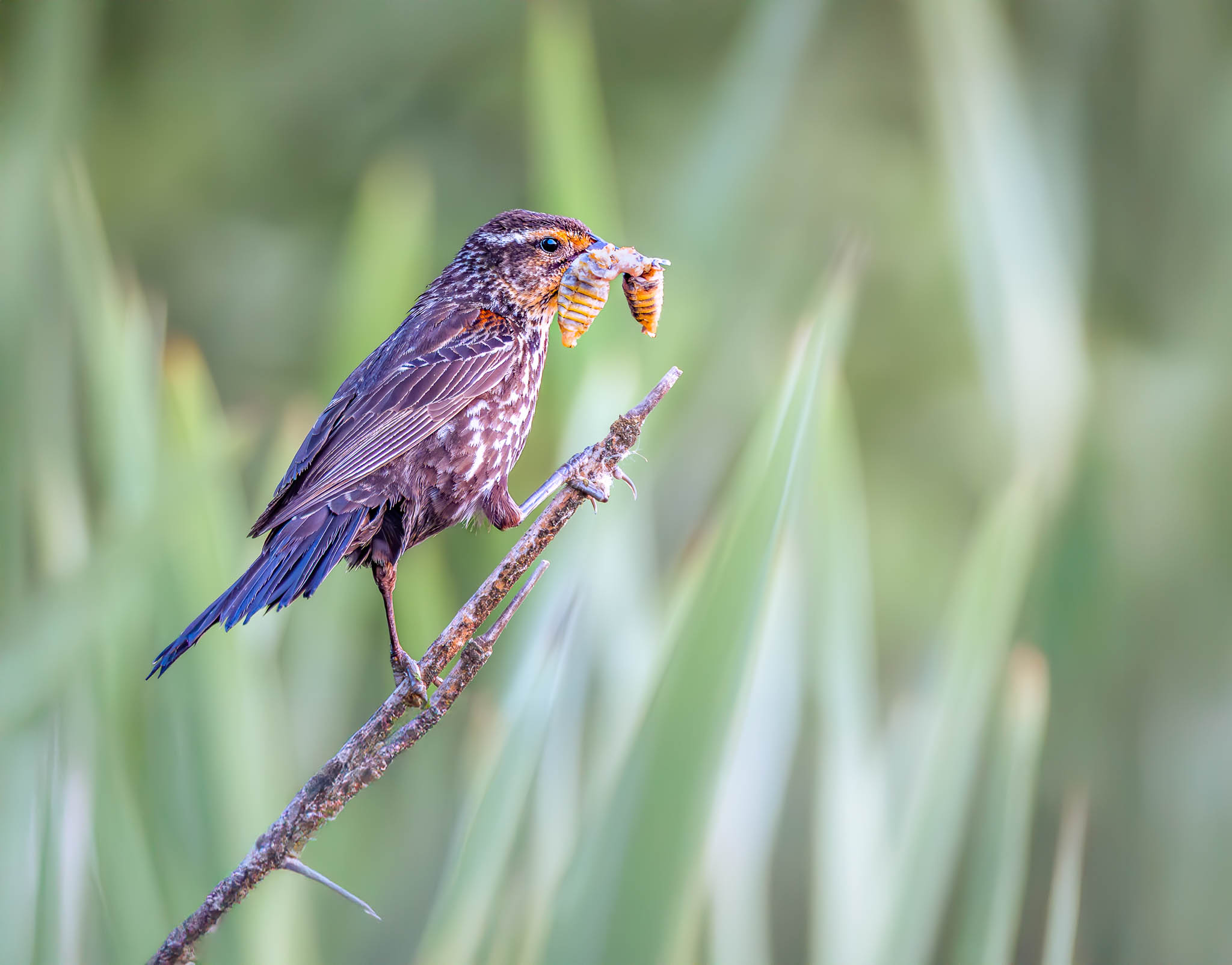 Female Red Winged Blackbird