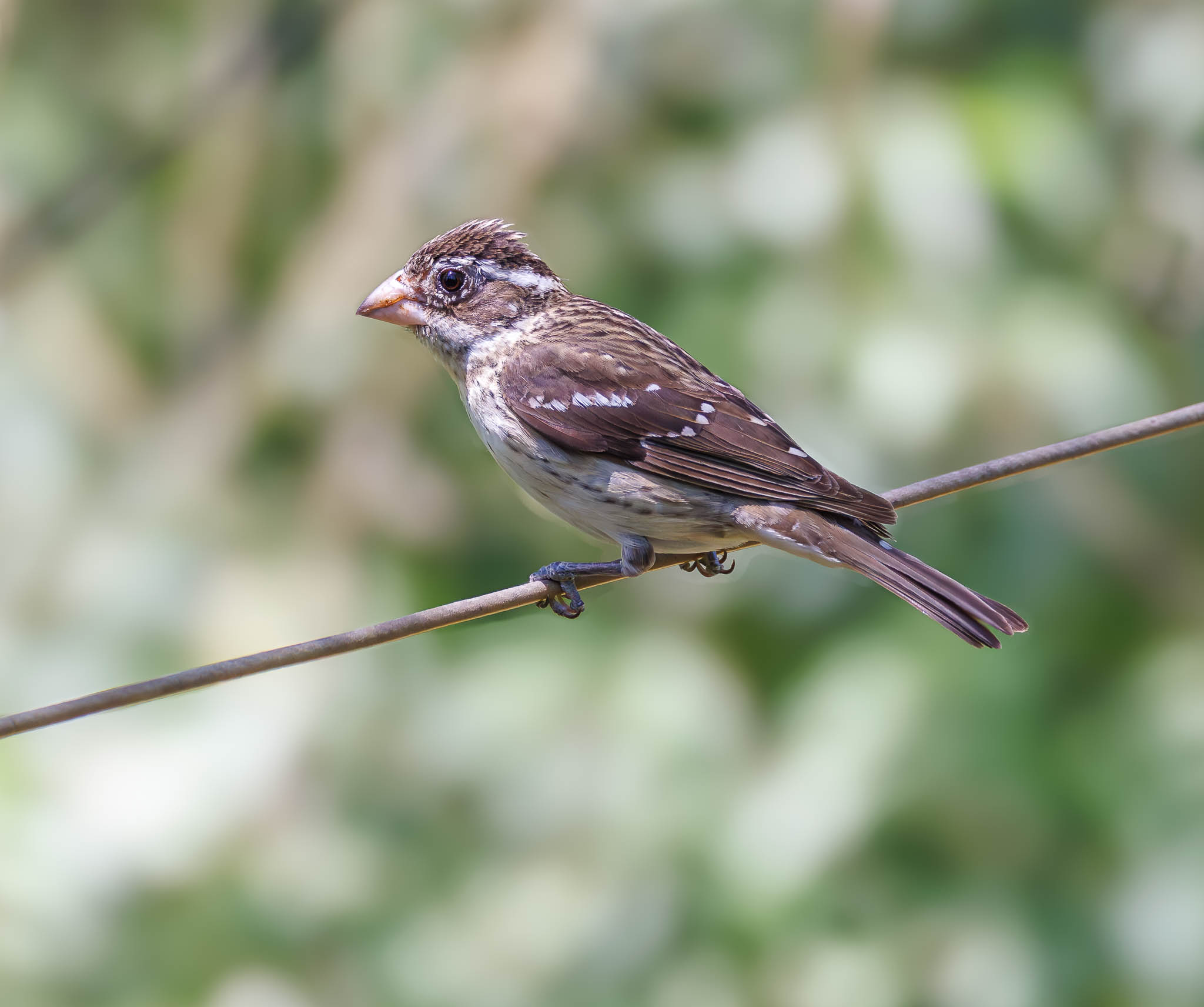 Female Rose Breasted Grosbeak