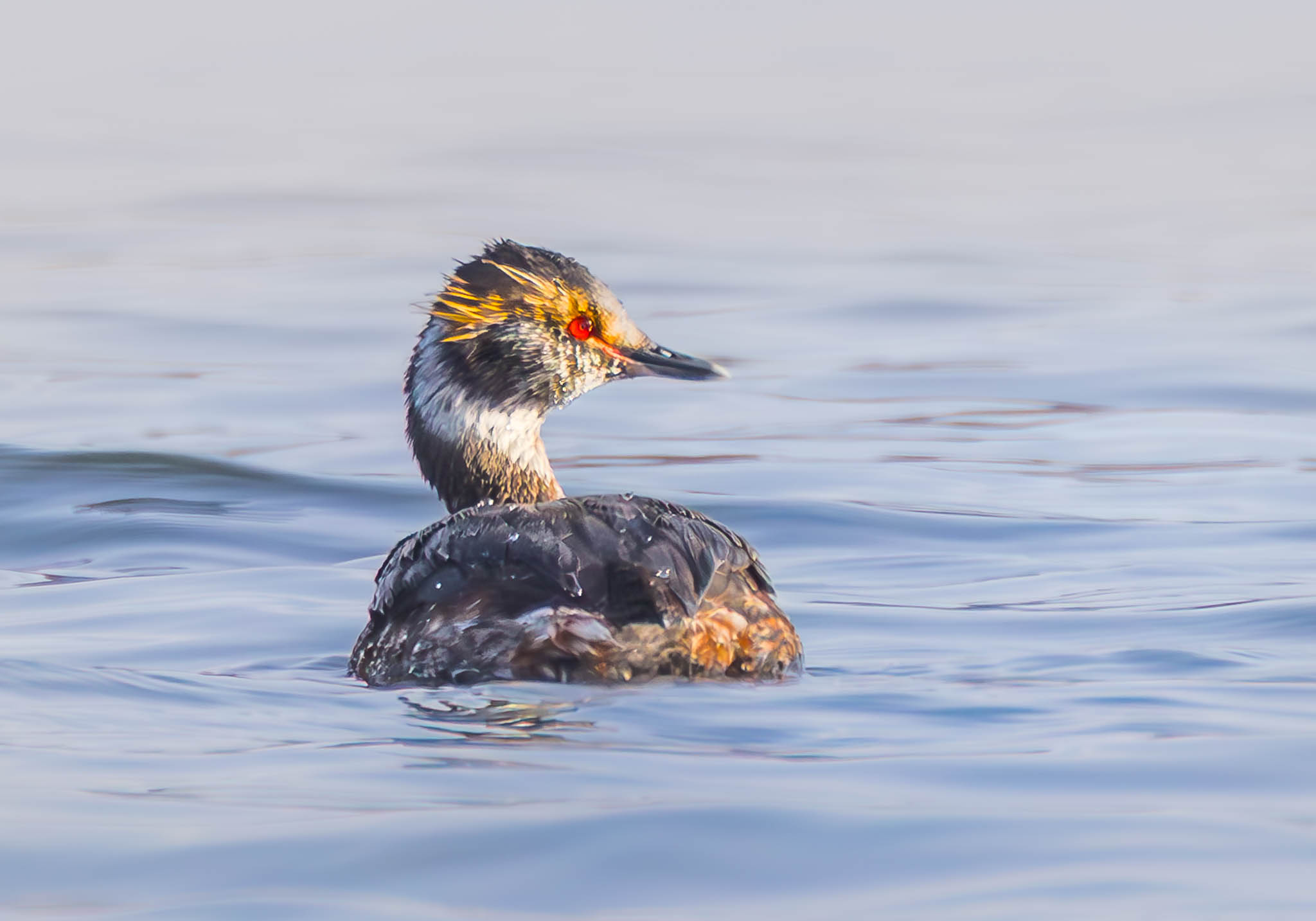 Horned Grebe