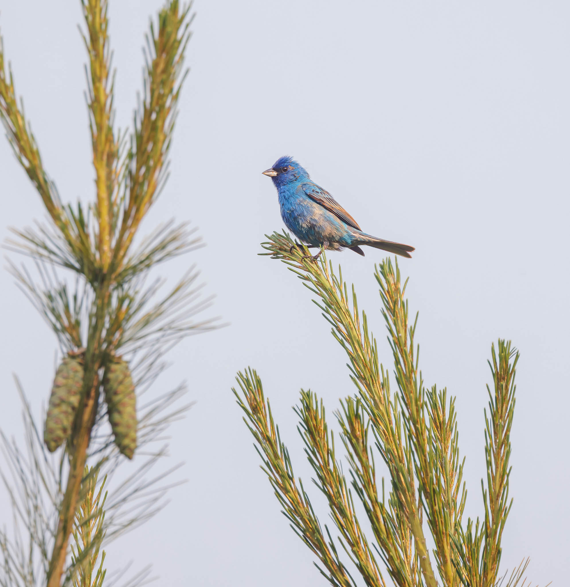 Indigo Bunting