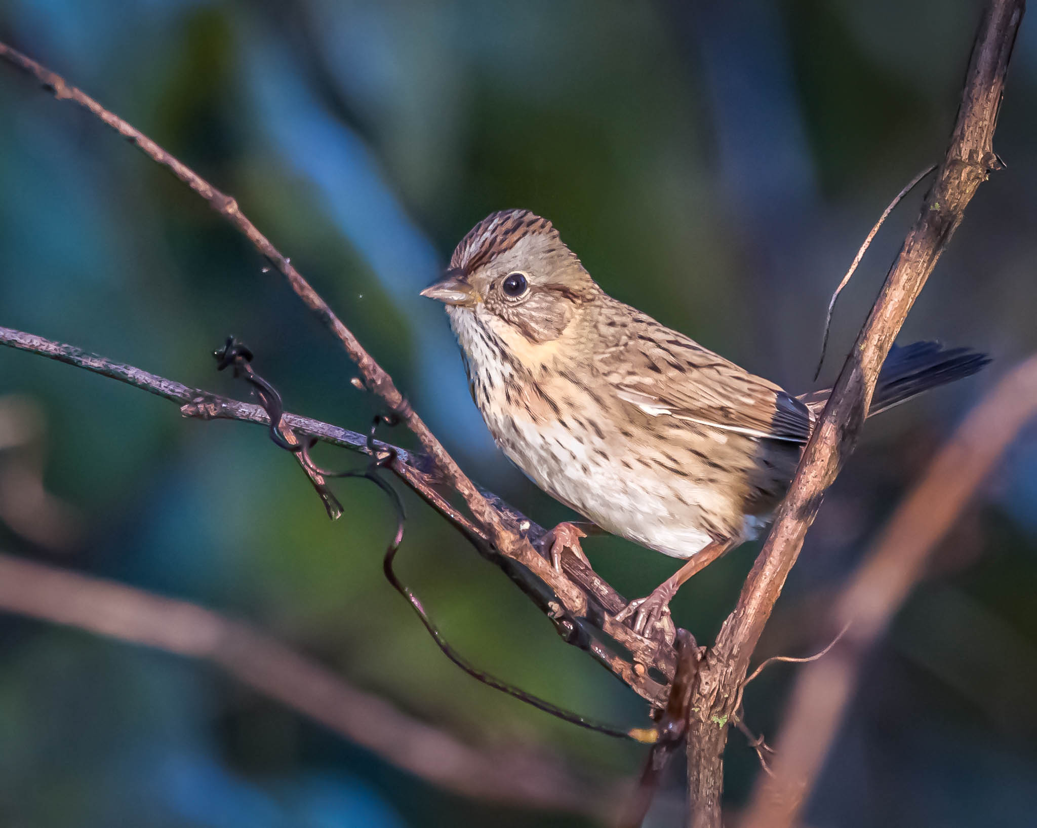 Lincoln's Sparrow