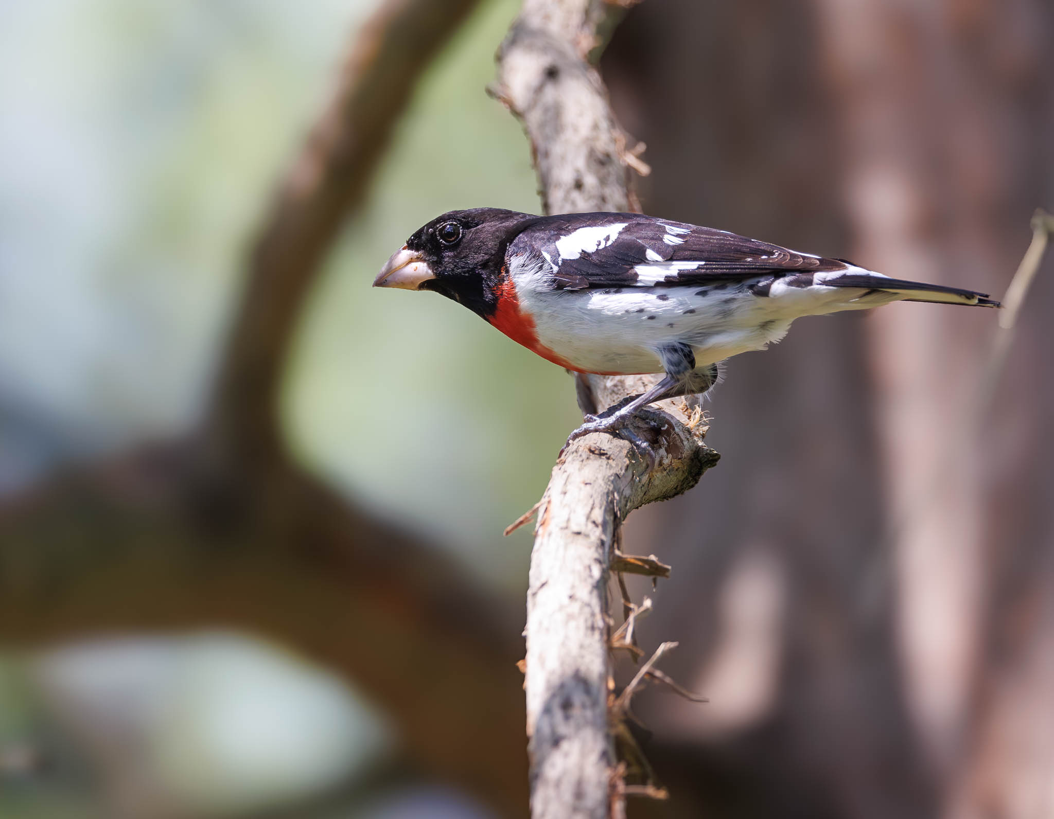 Male Rose Breasted Grosbeak