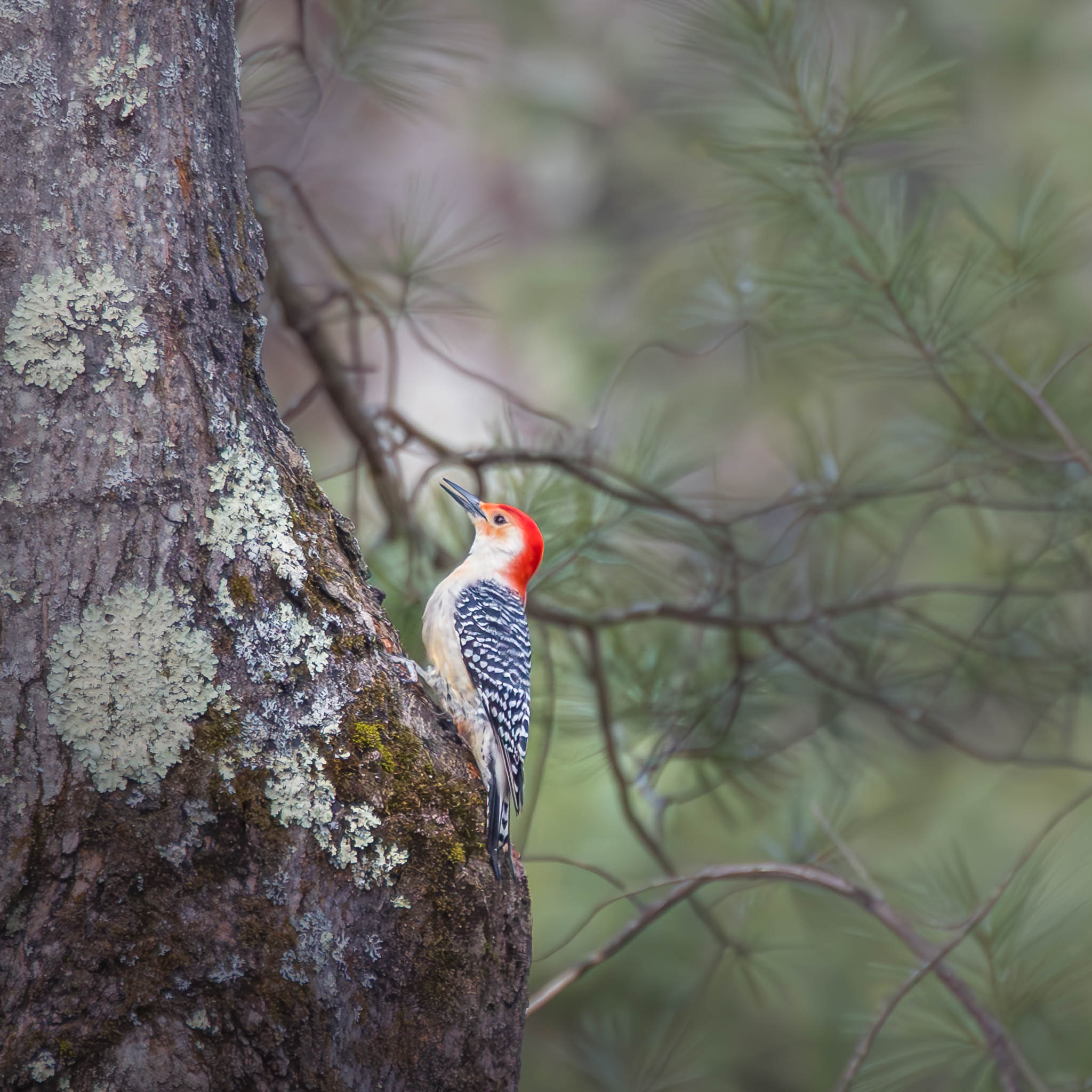 Red Bellied Woodpecker