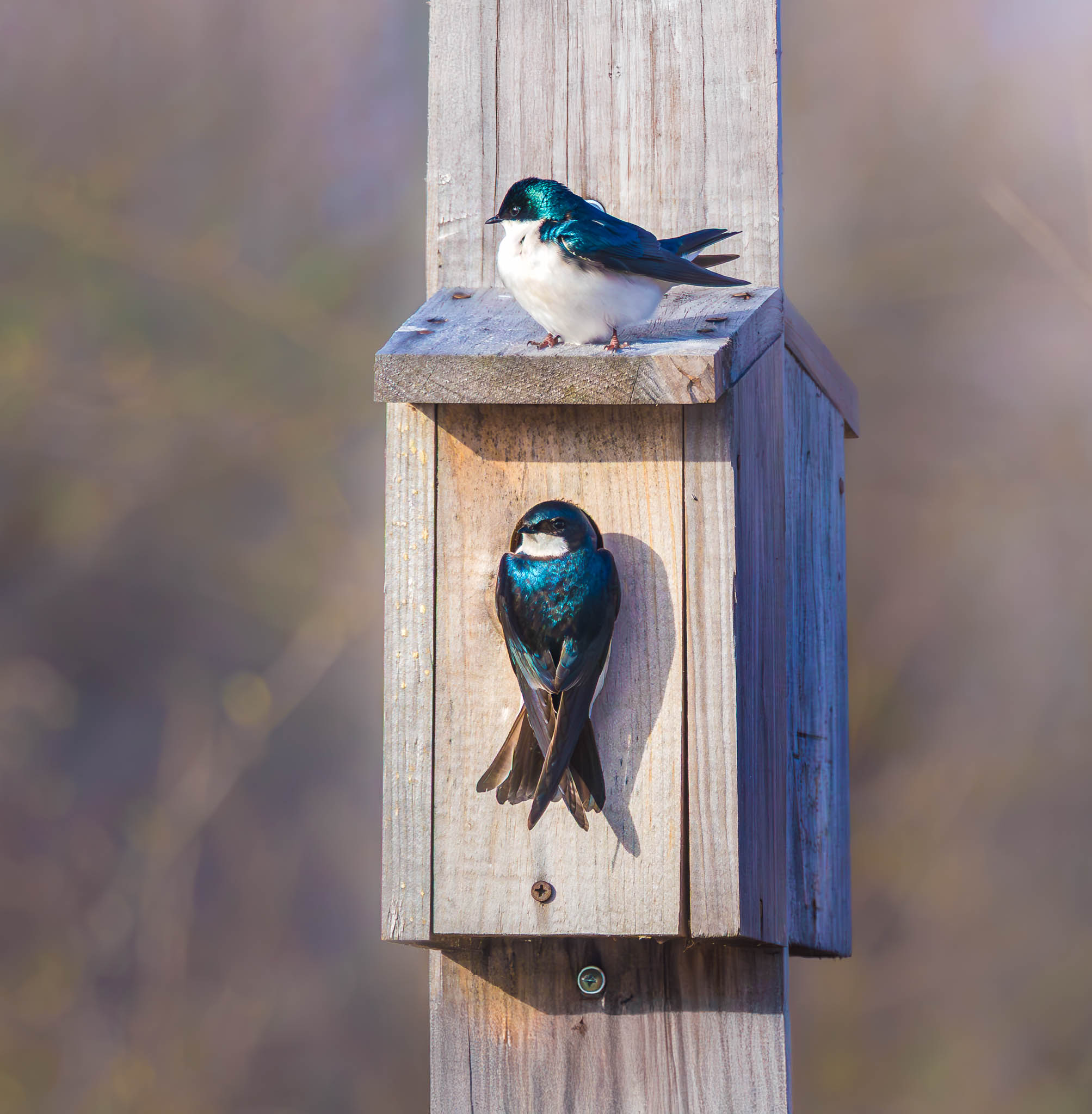 Tree Swallow