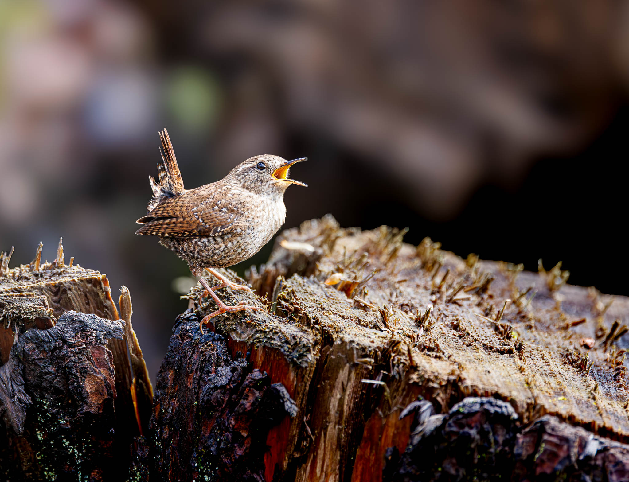 Winter Wren