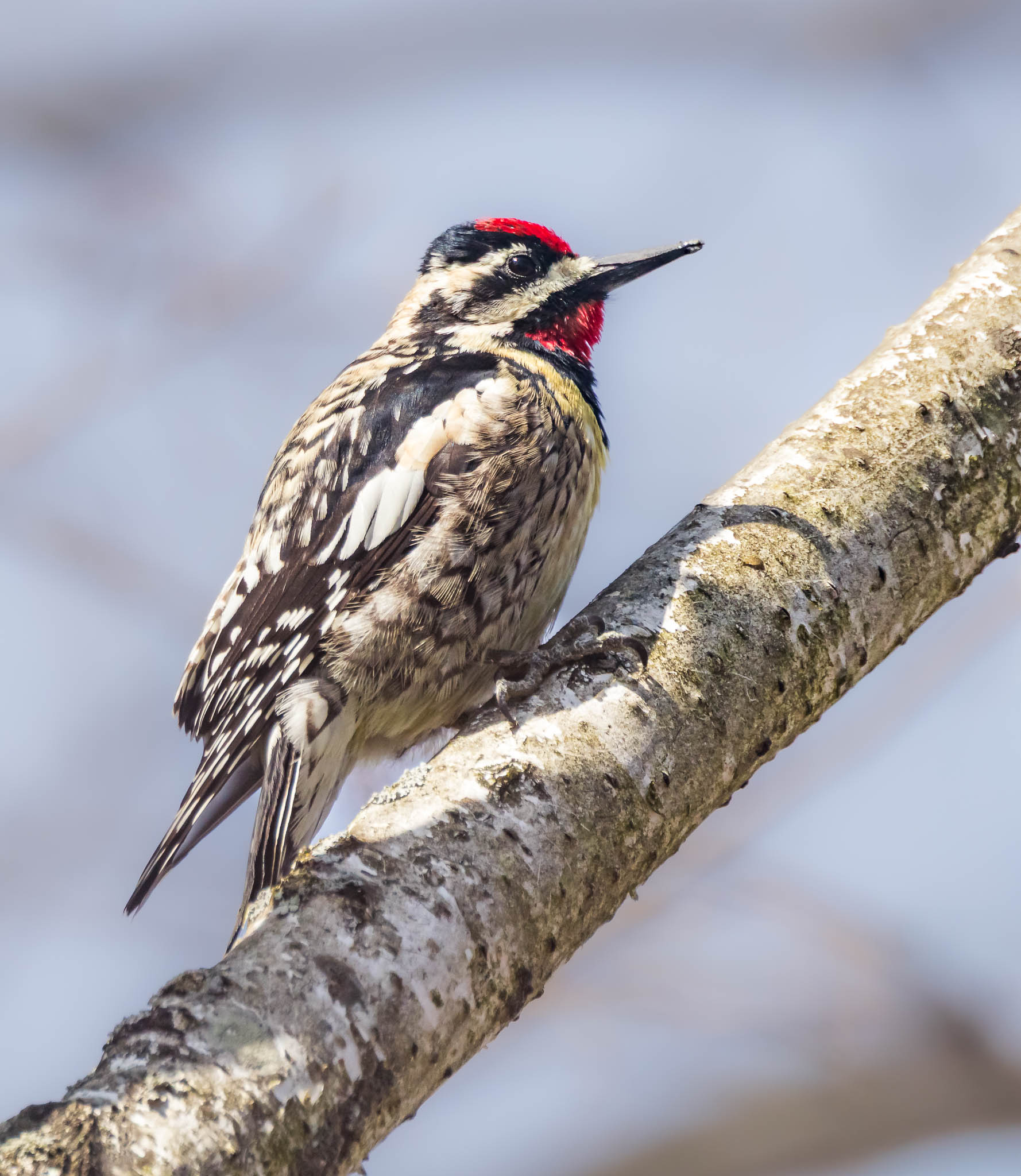 Yellow Bellied Sapsucker