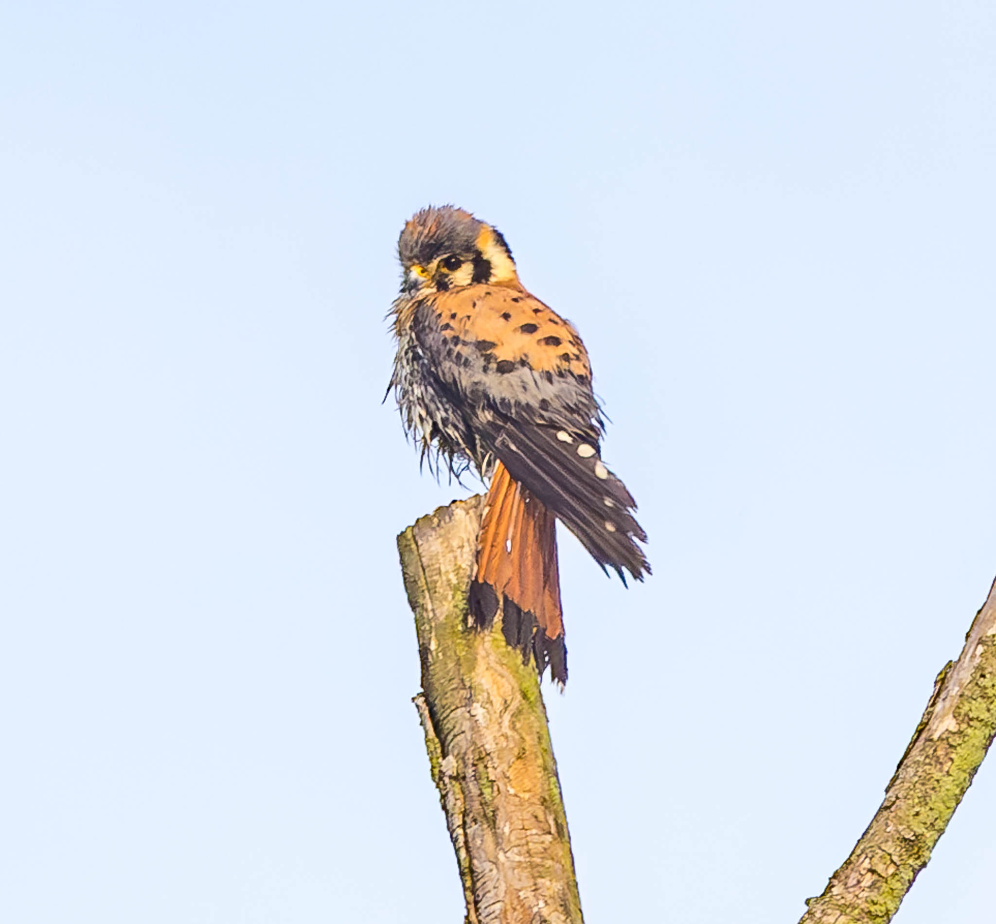 American Kestrel