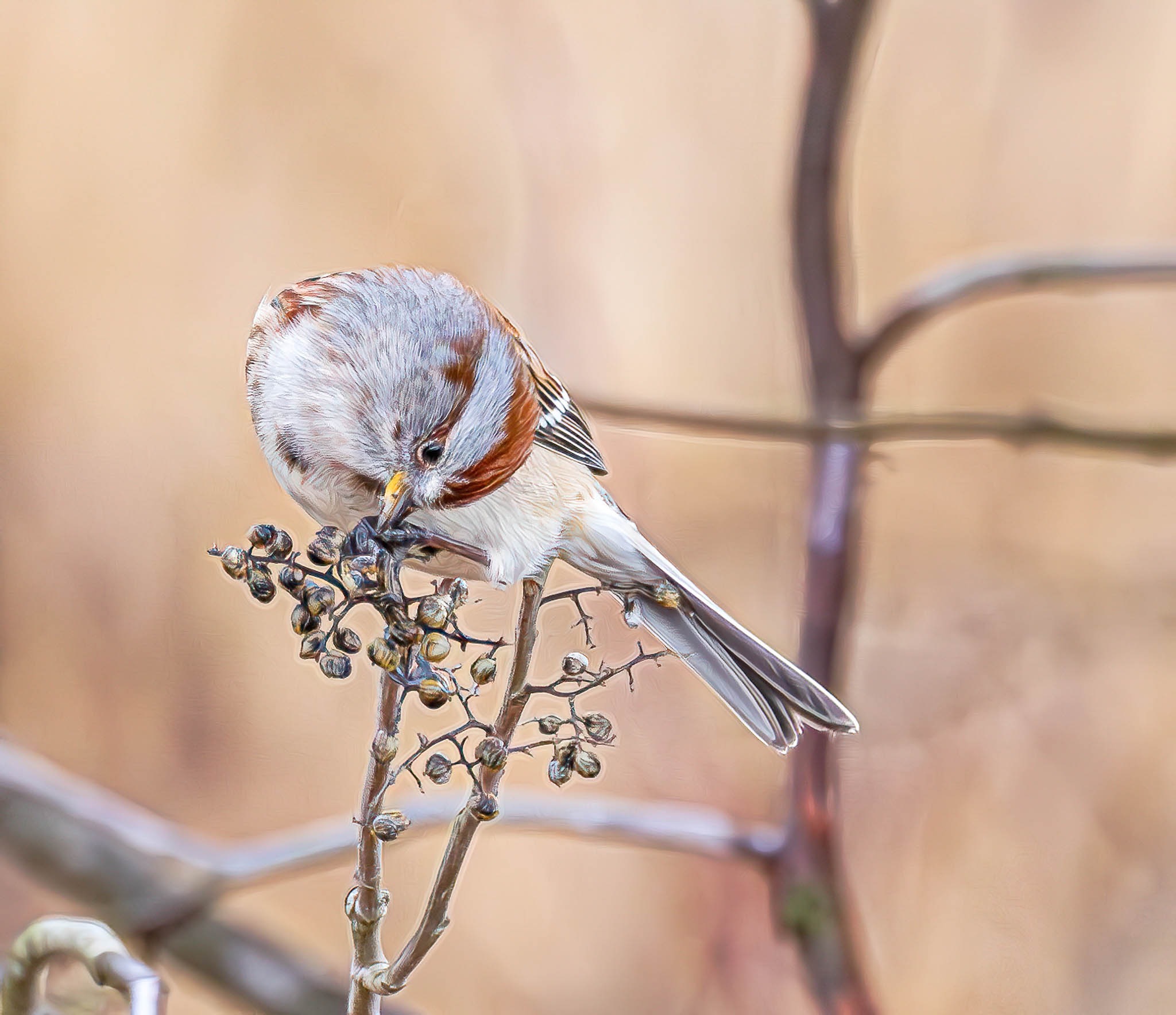 American Tree Sparrow