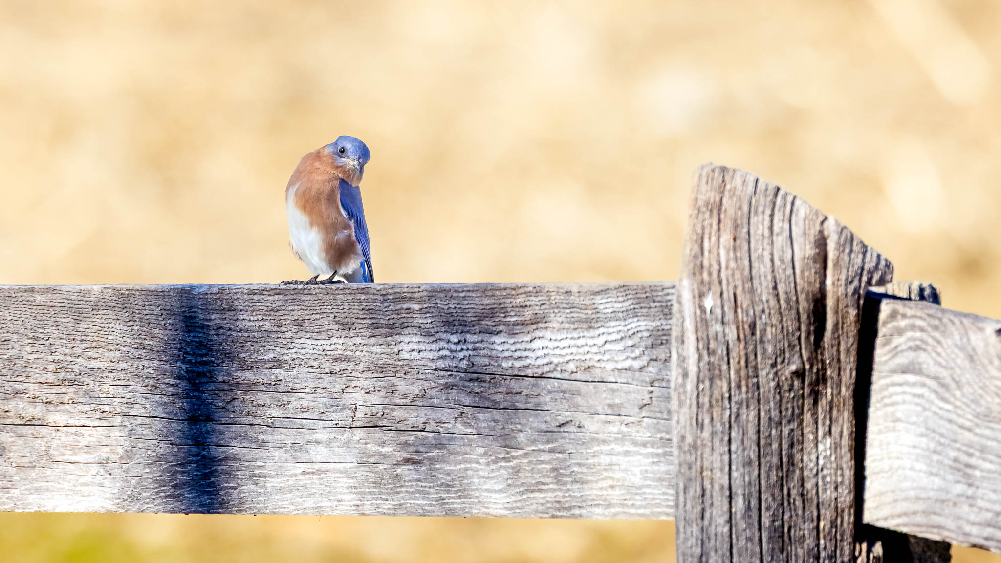 Eastern Bluebird