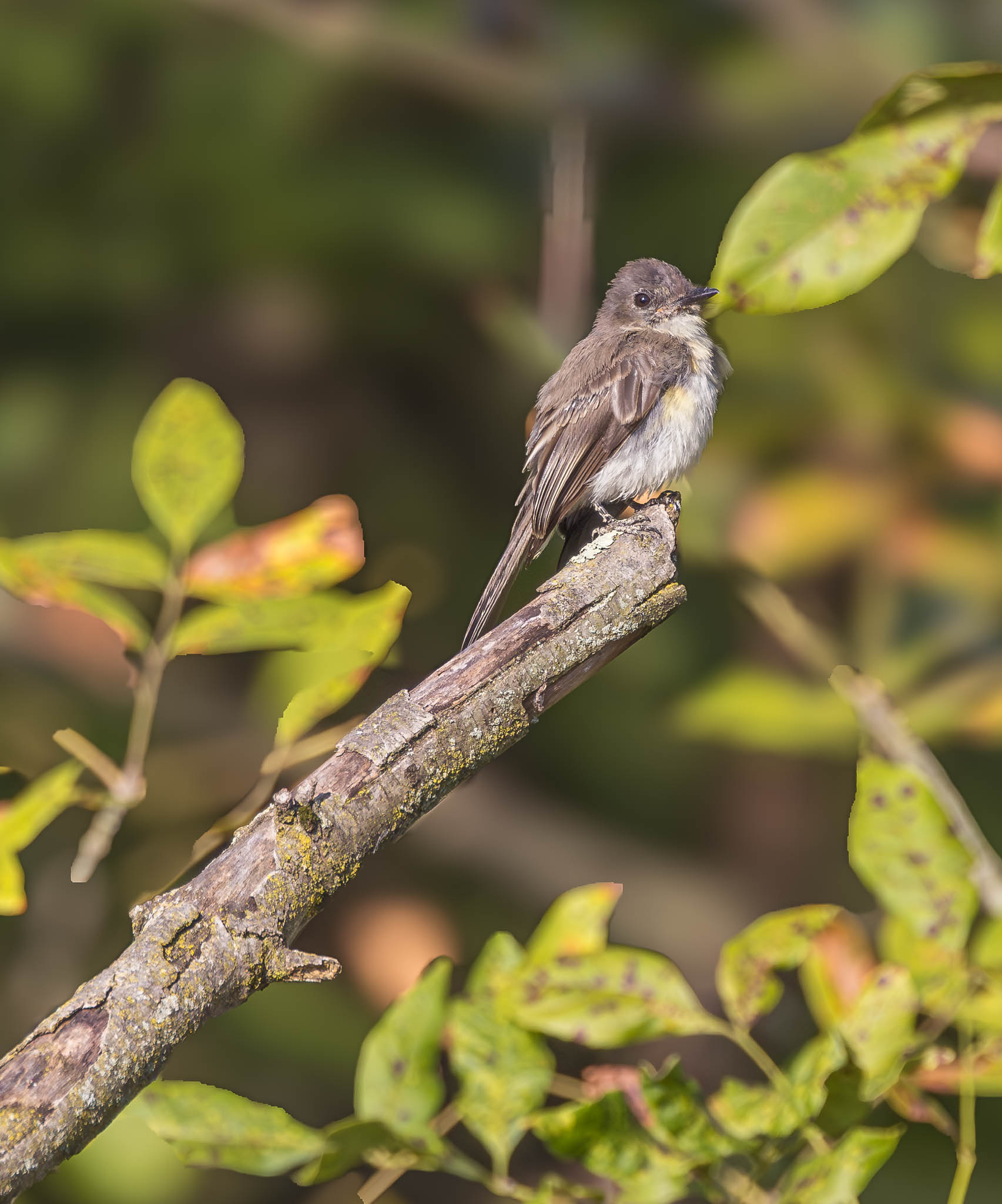 Eastern Phoebe