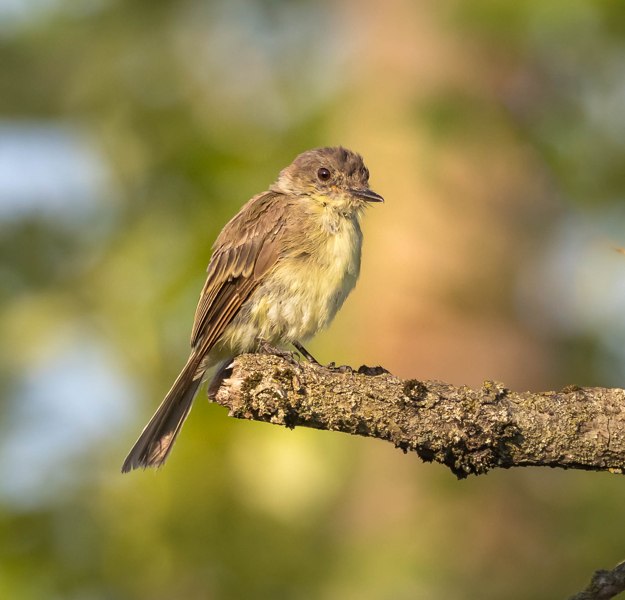 Eastern Phoebe