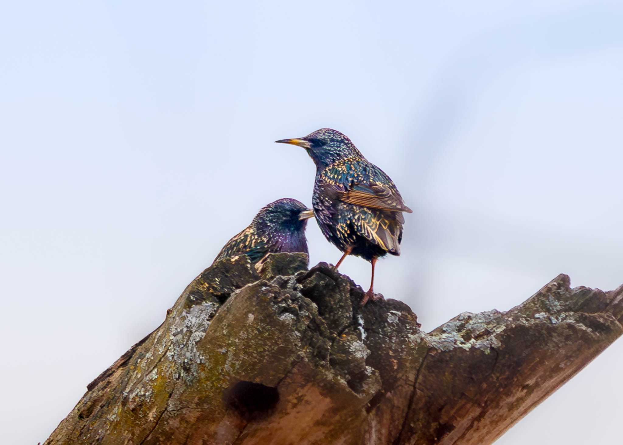 European Starling