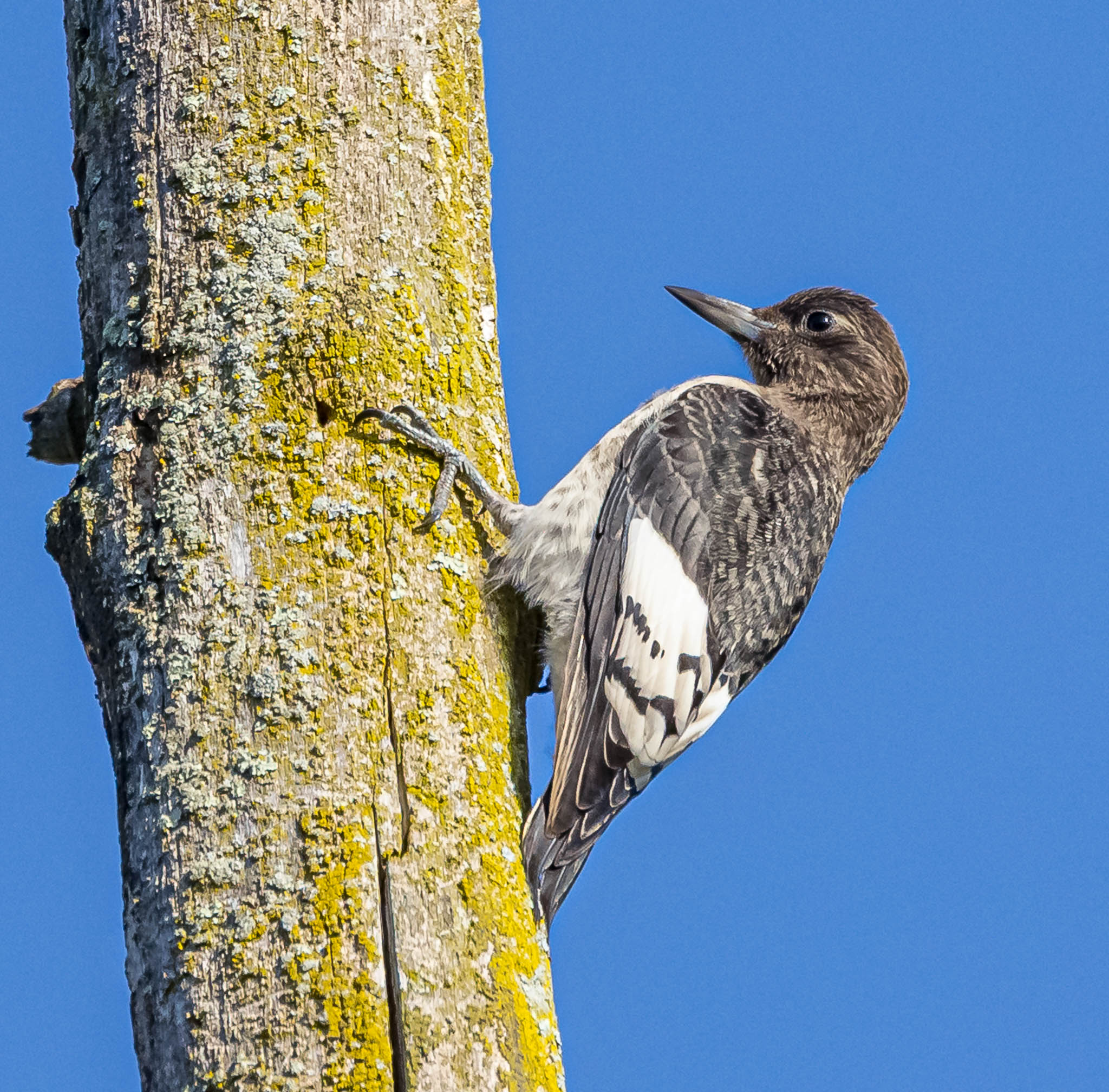 Juvenile Red Headed Woodpecker