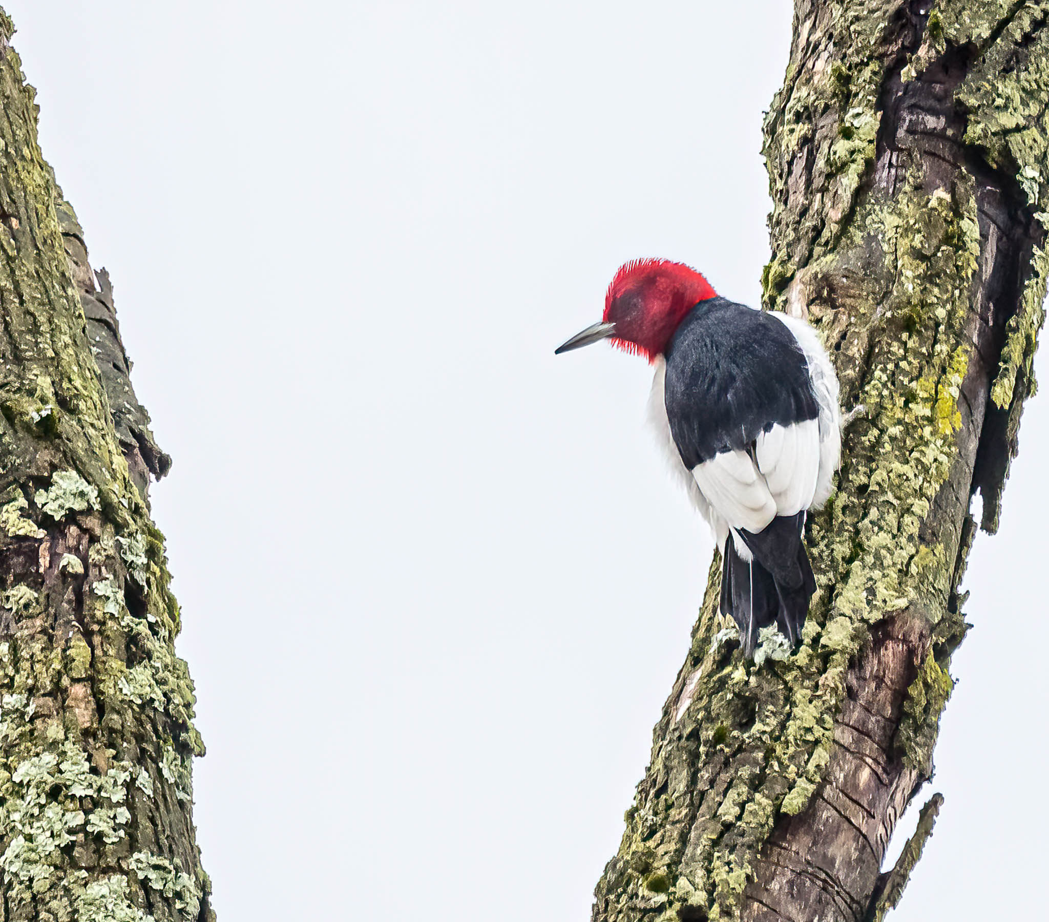 Red Headed Woodpecker