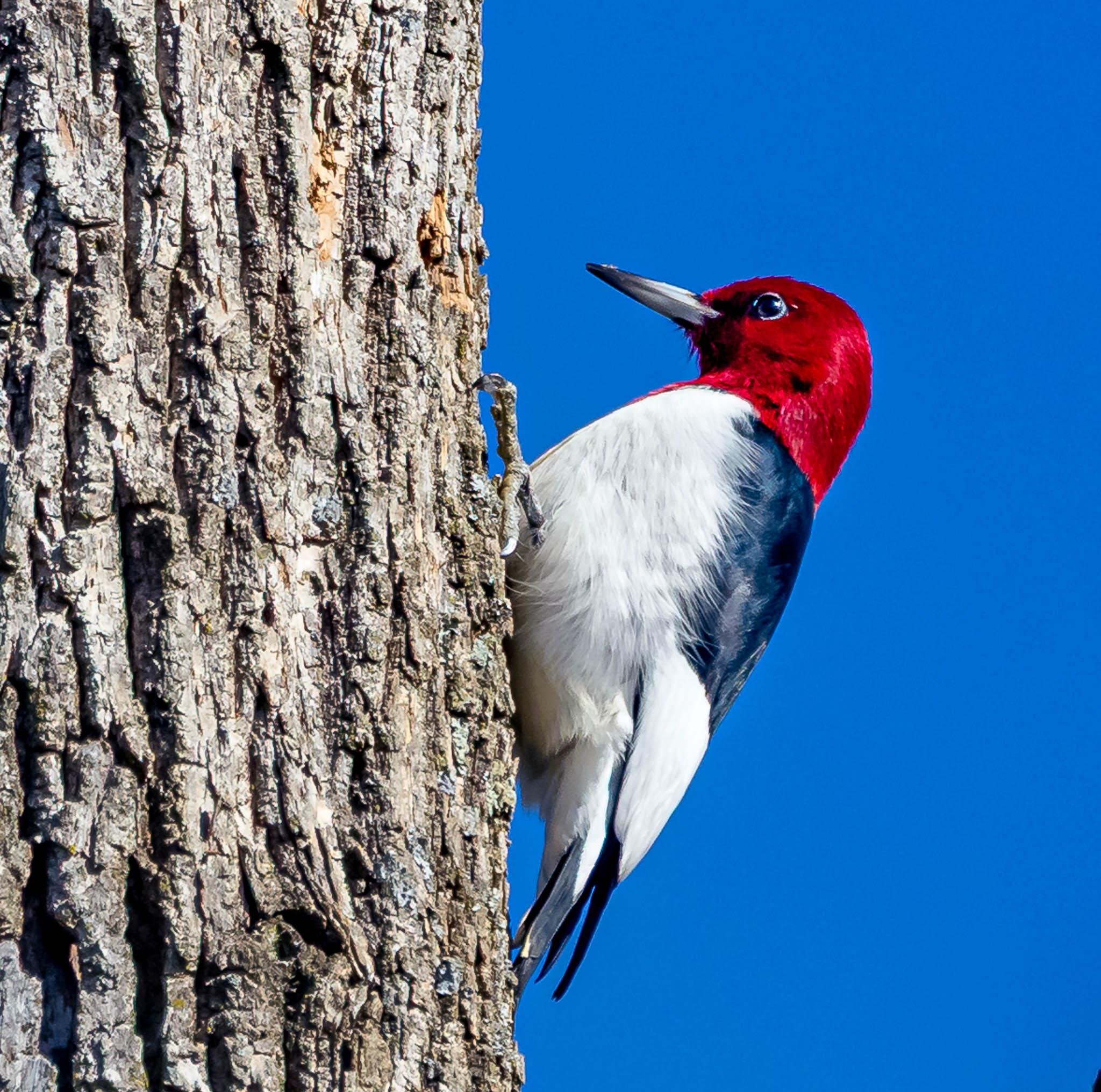 Red Headed Woodpecker