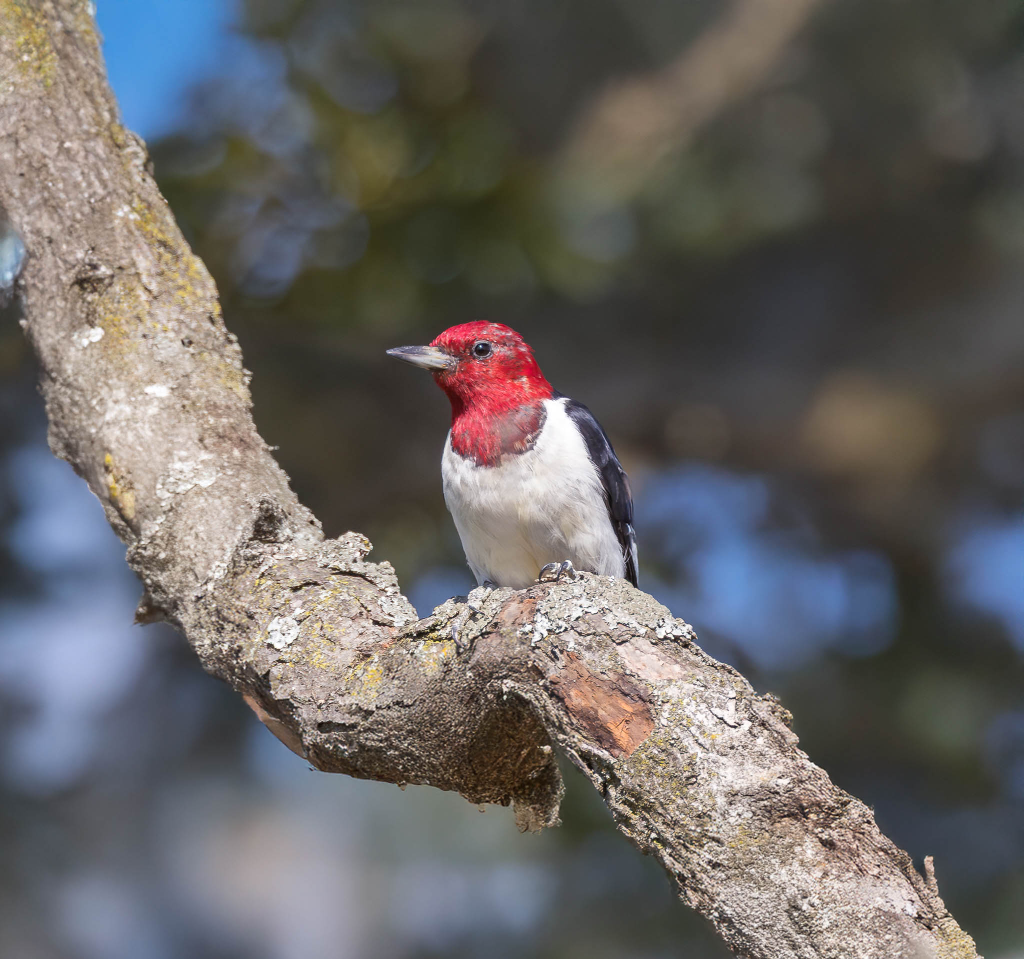 Red Headed Woodpecker