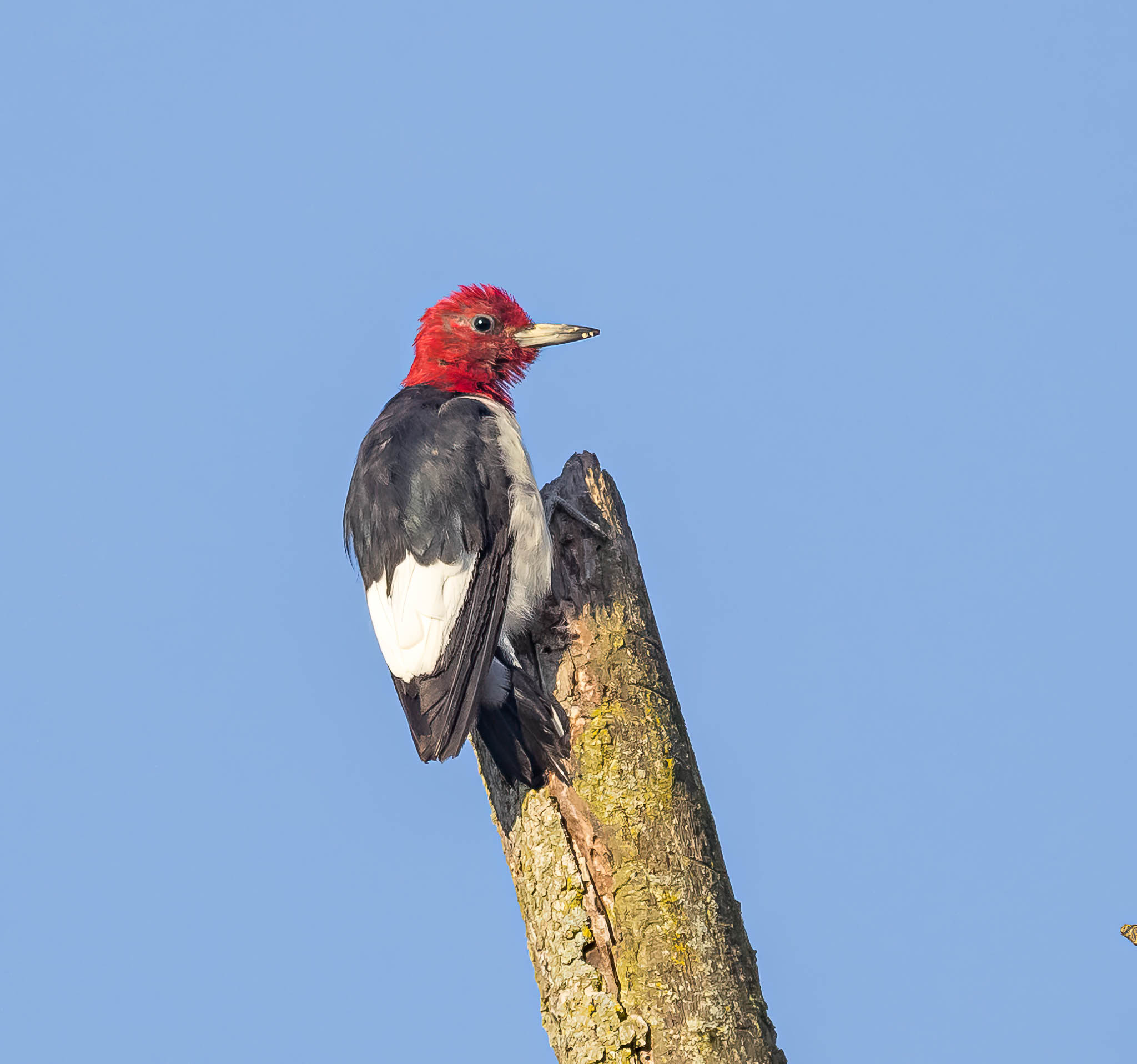 Red Headed Woodpecker