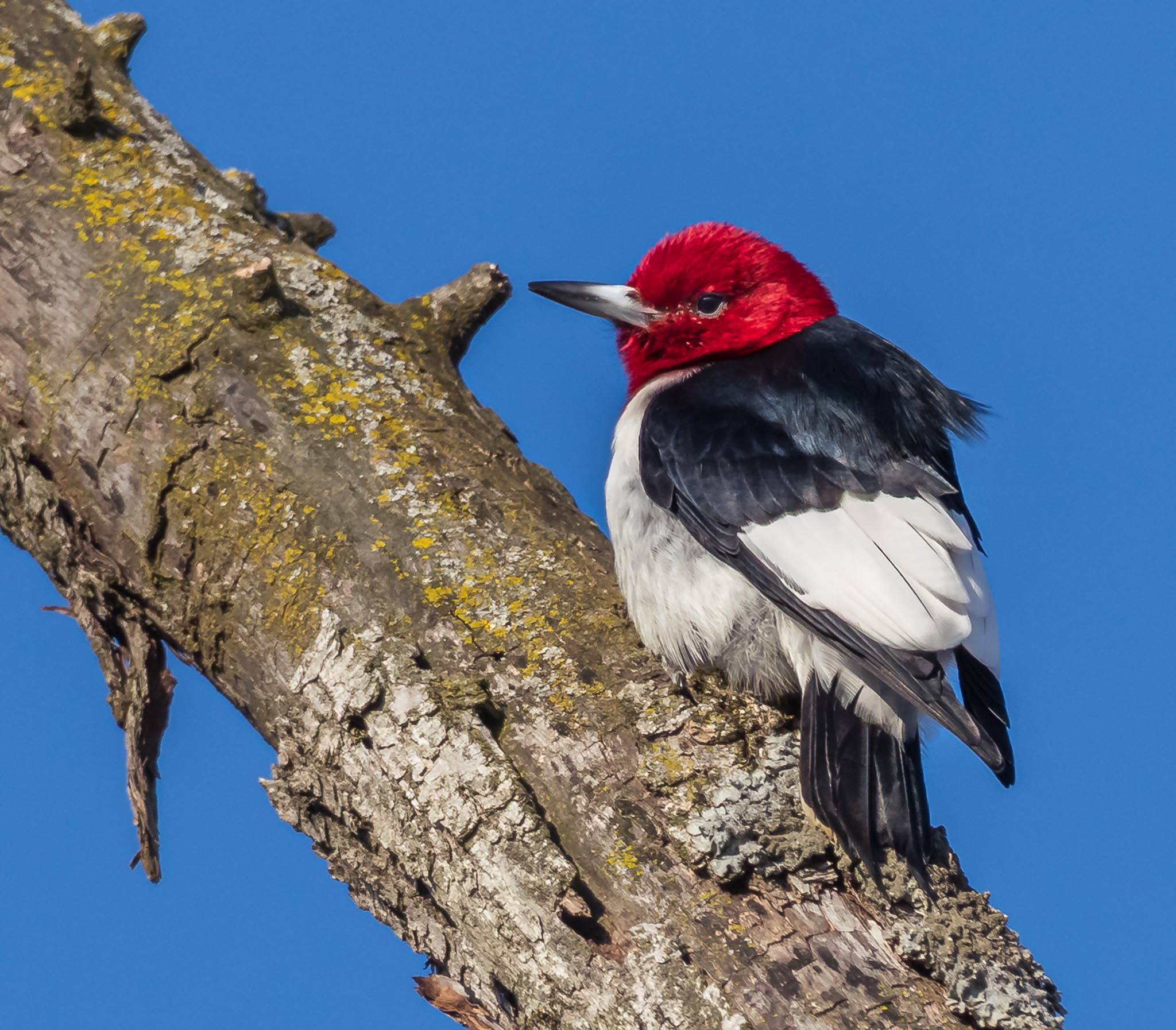 Red Headed Woodpecker