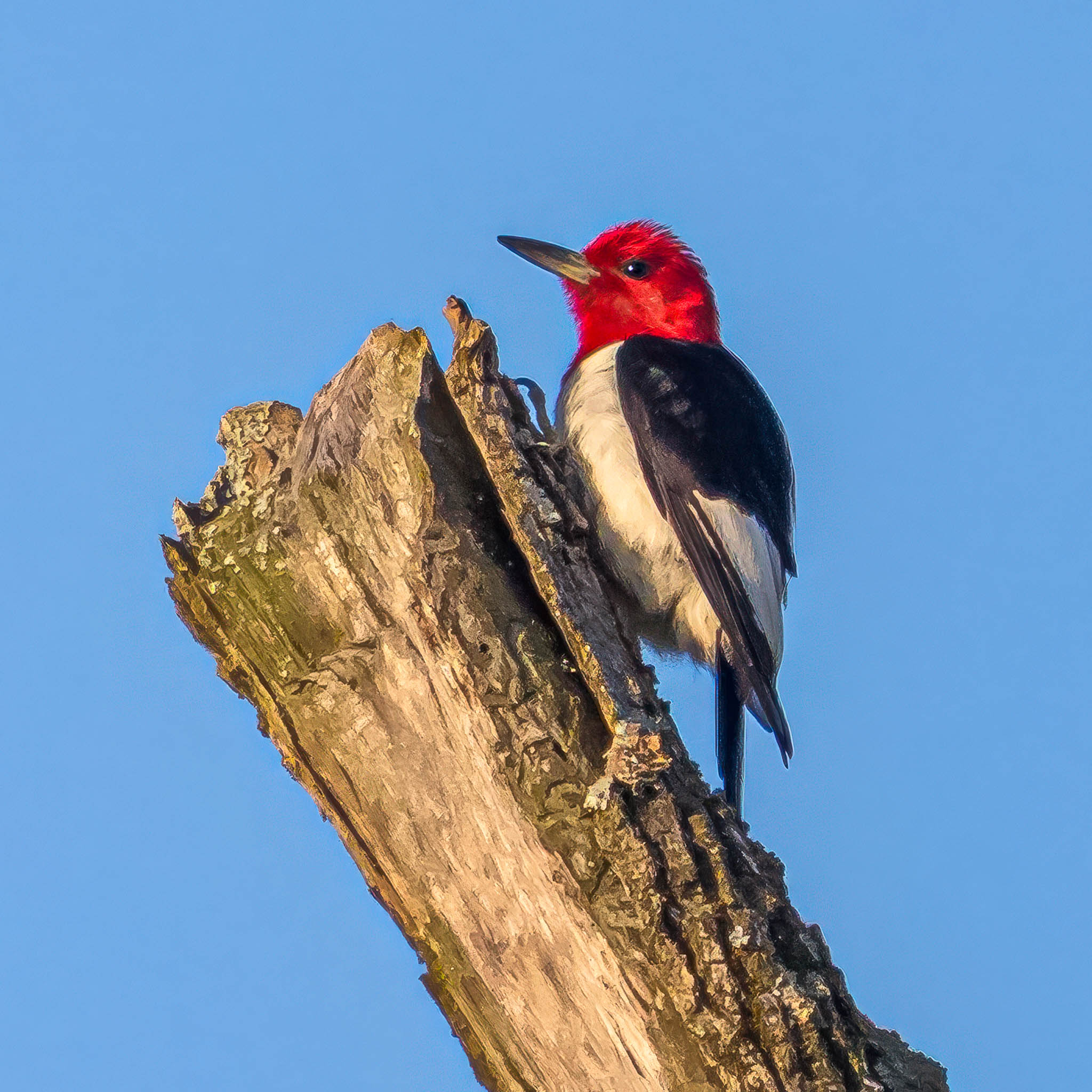 Red Headed Woodpecker