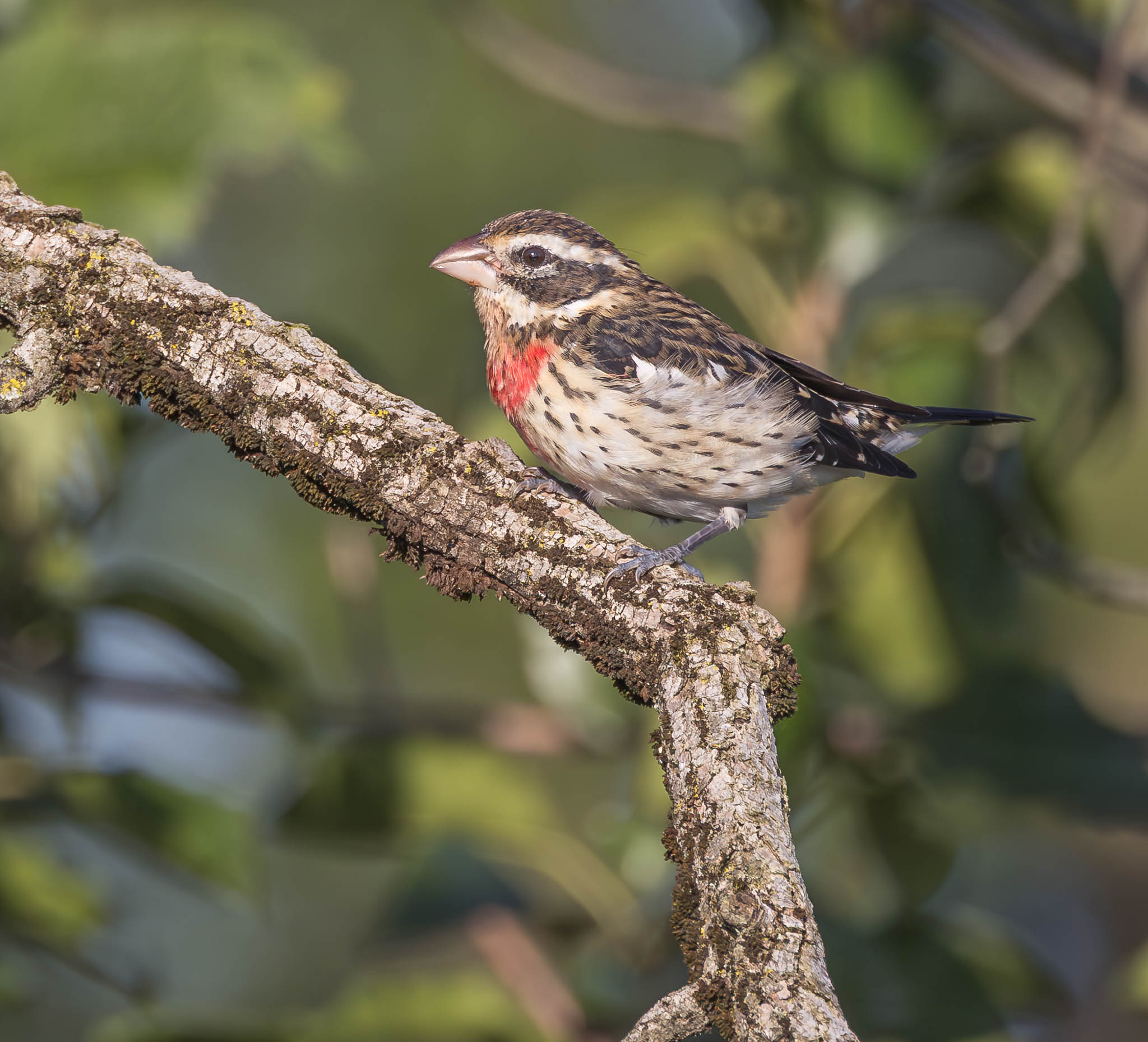 Rose Breasted Grosbeak