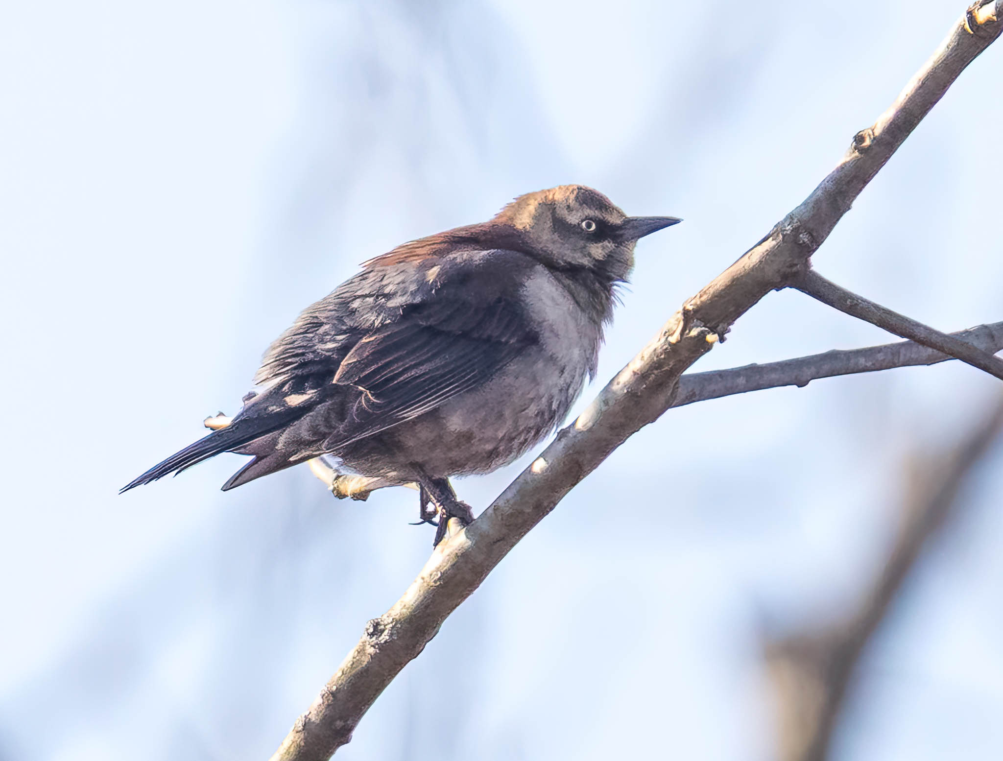 Rusty Blackbird