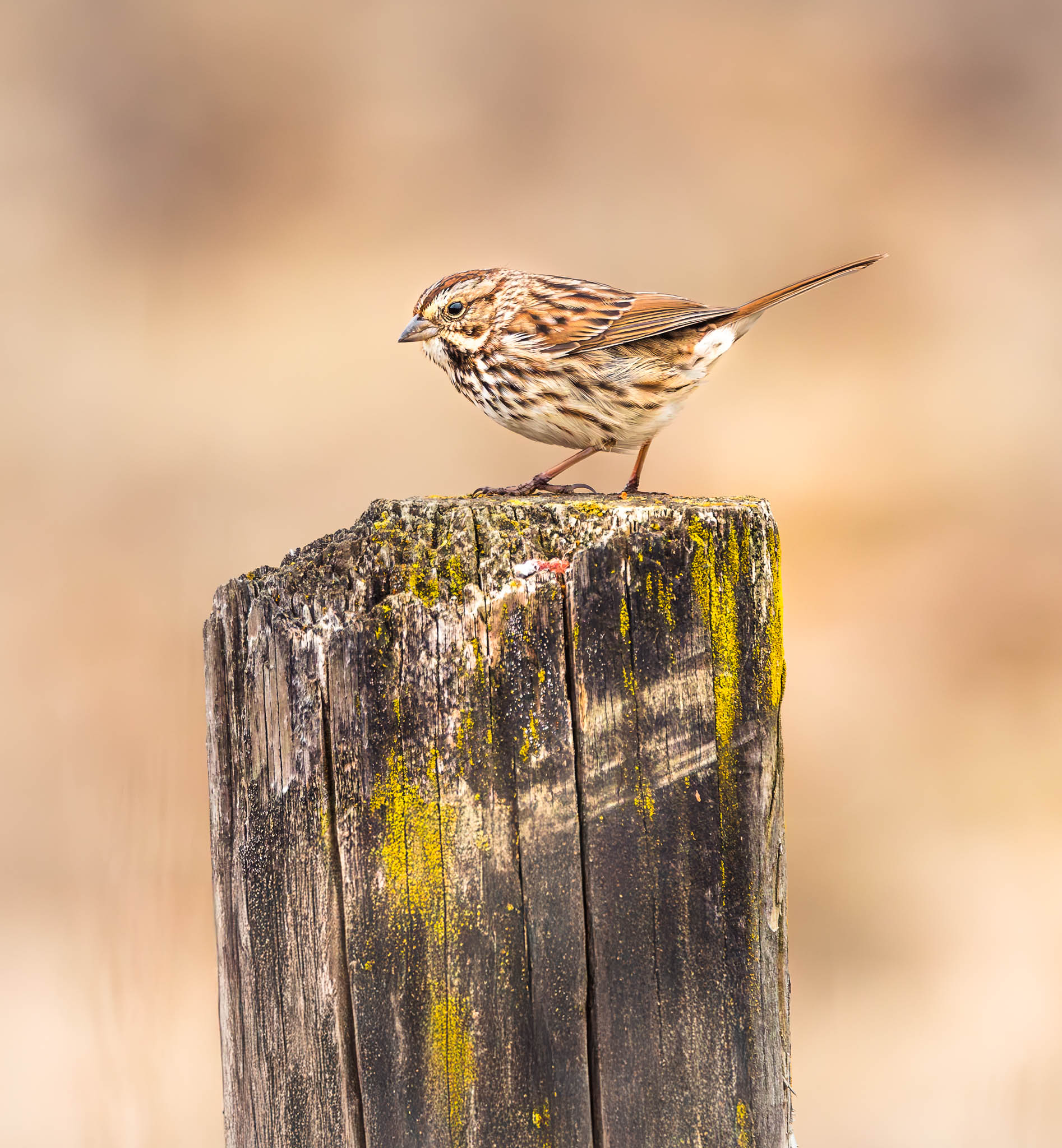 Song Sparrow