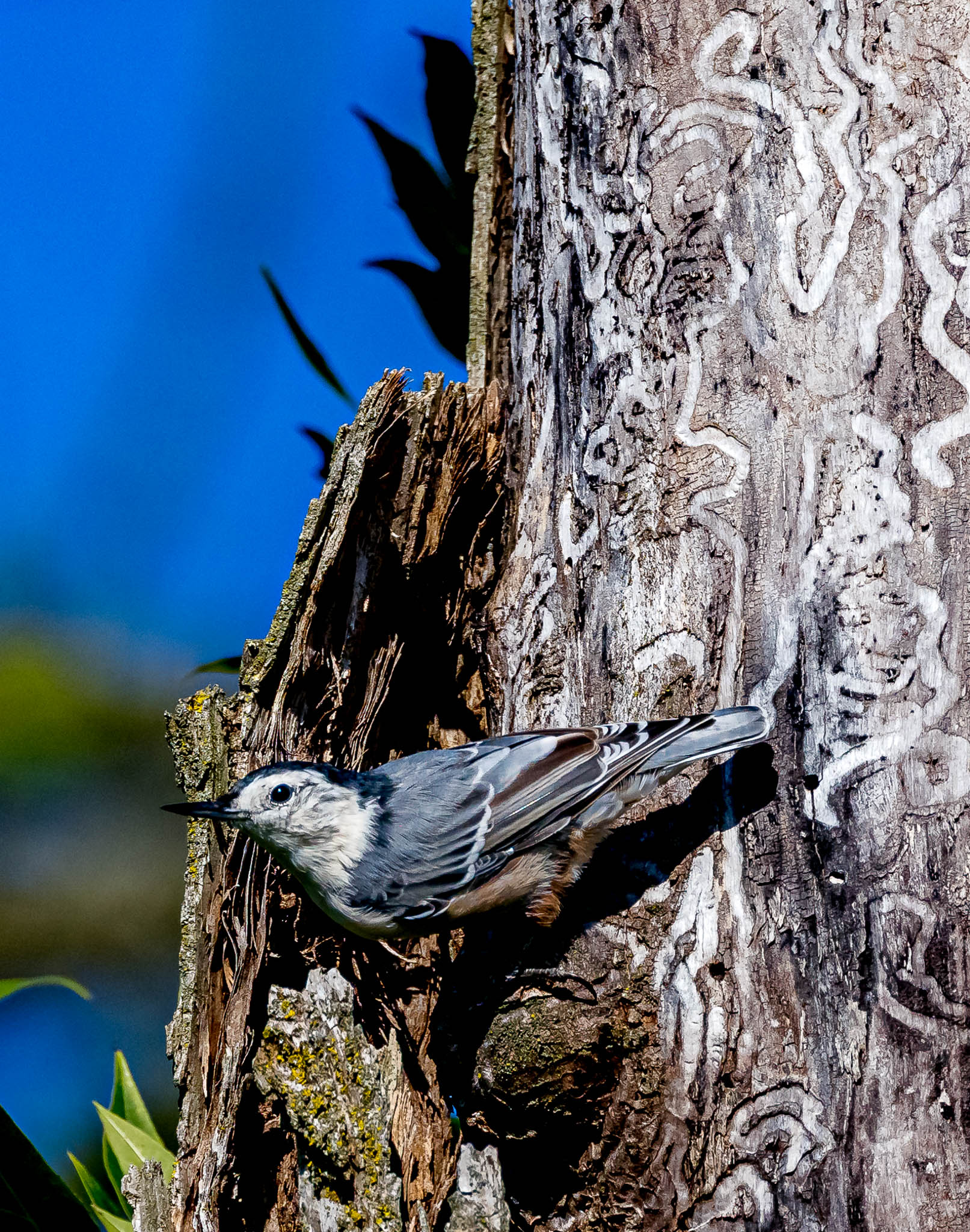 White Breasted Nuthatch