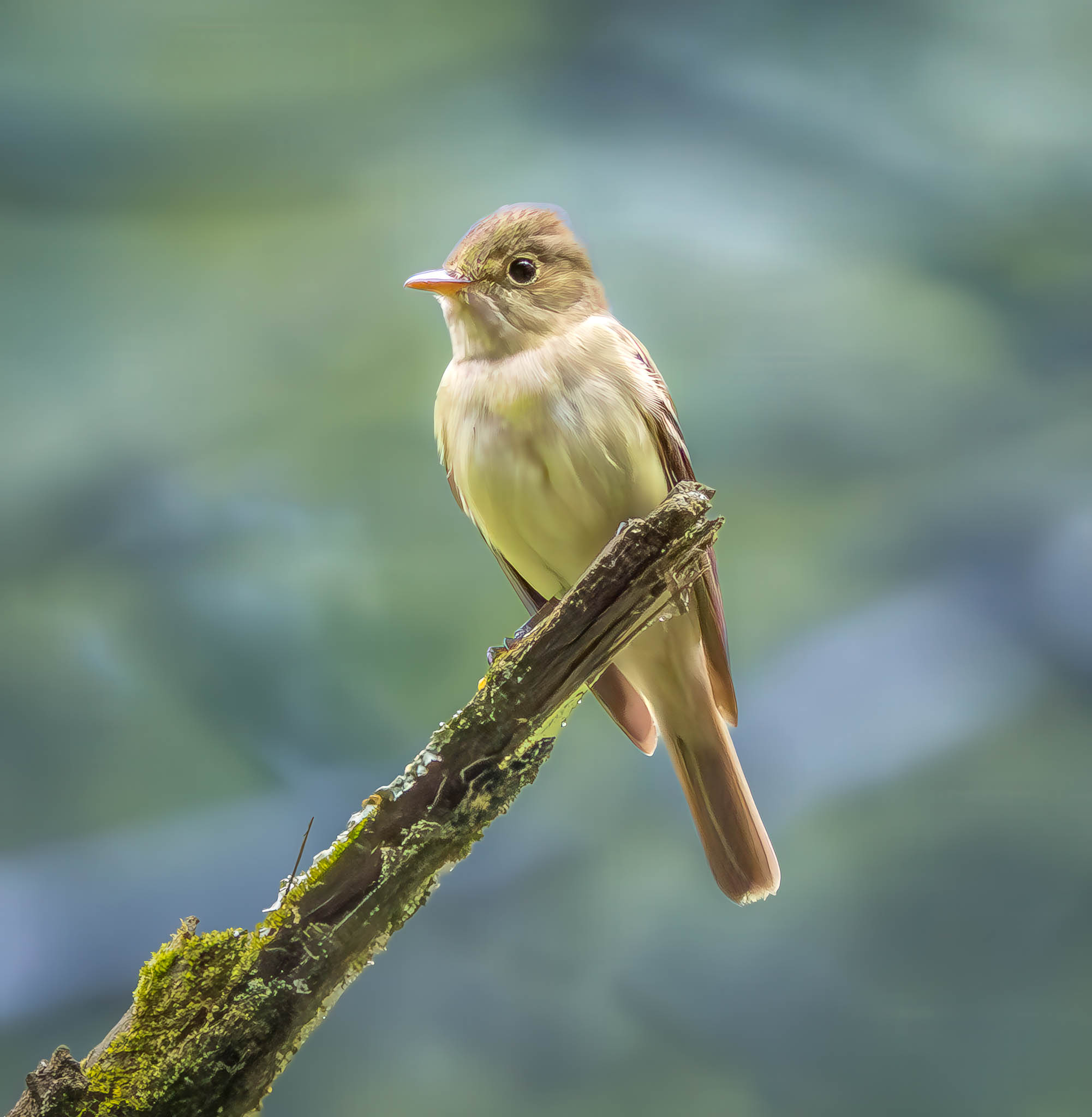 Acadian Flycatcher
