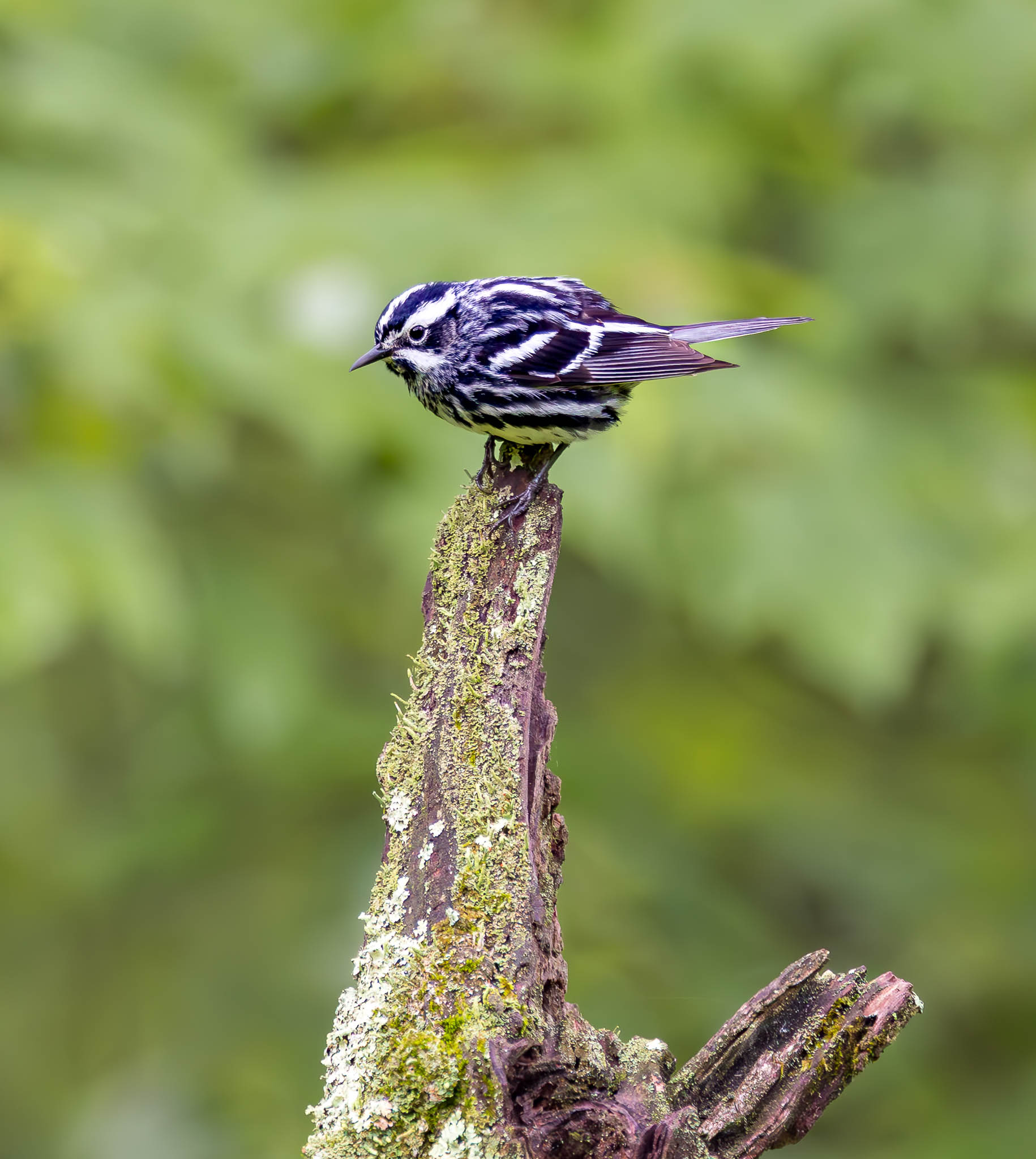 Black And White Warbler