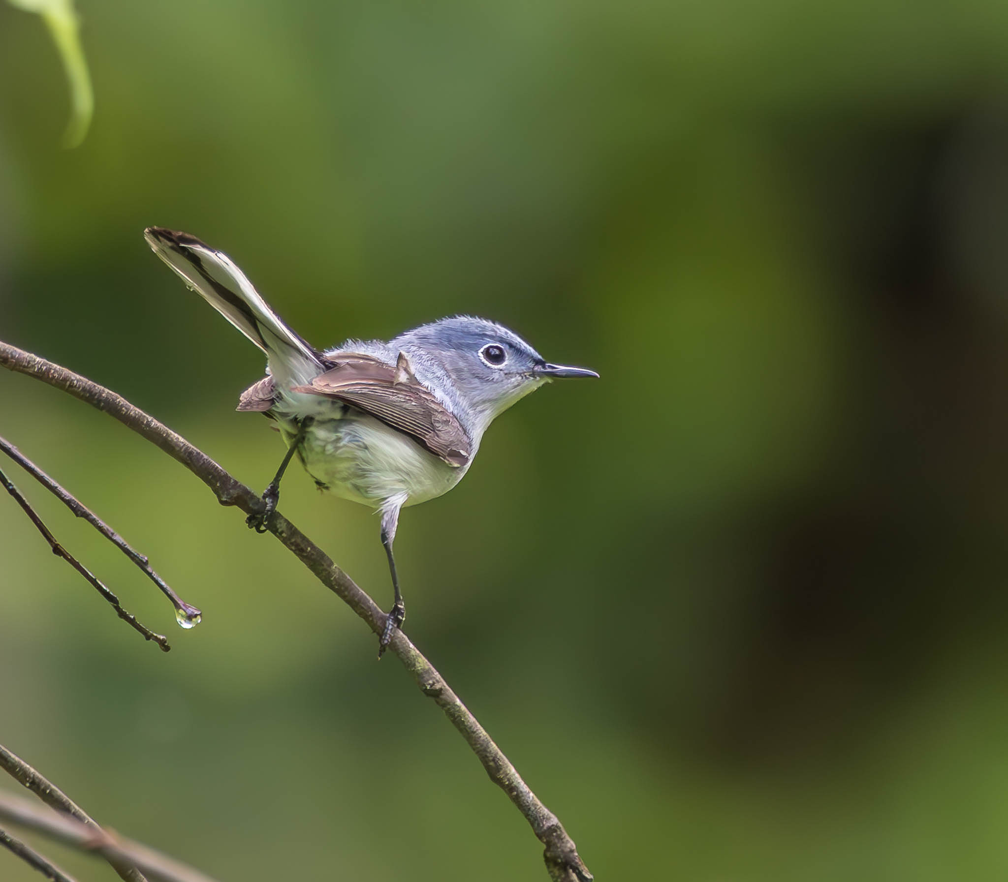Blue Gray Gnatcatcher