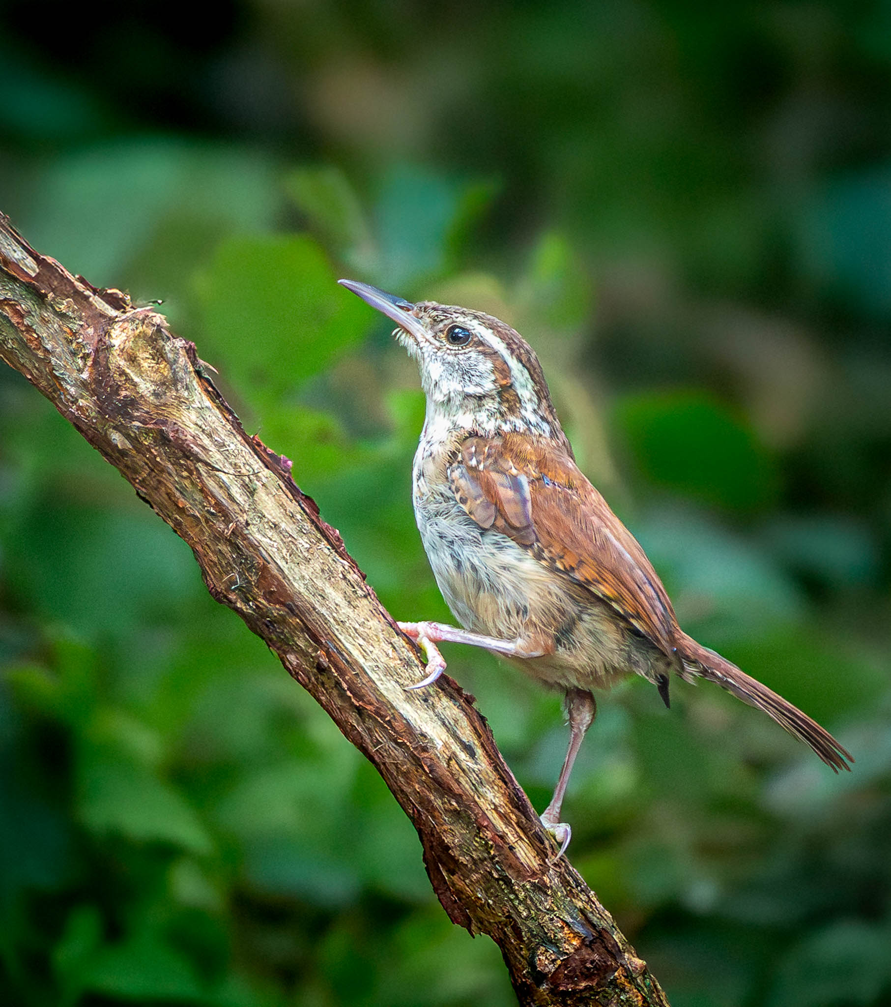 Carolina Wren