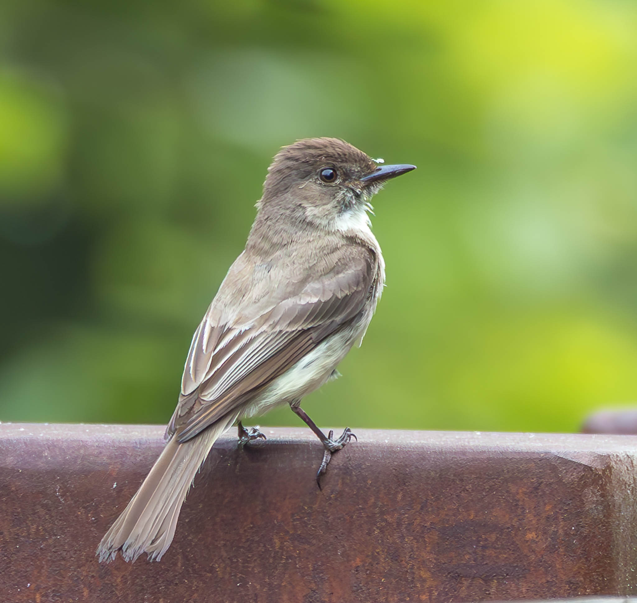 Eastern Phoebe