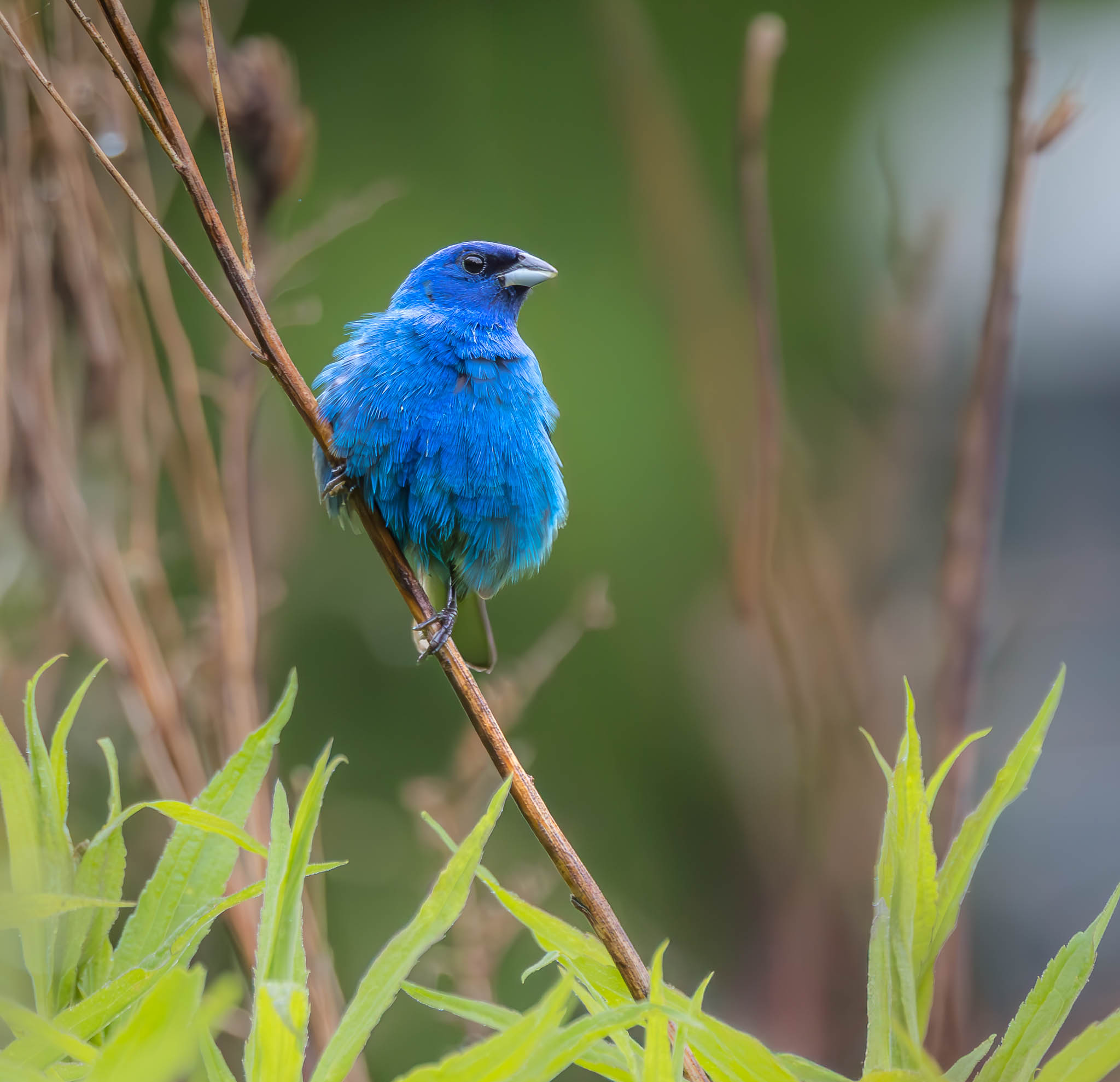 Indigo Bunting