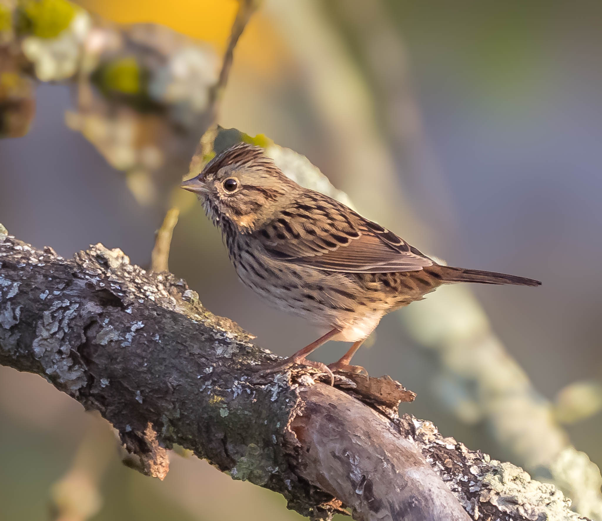 Lincoln's Sparrow