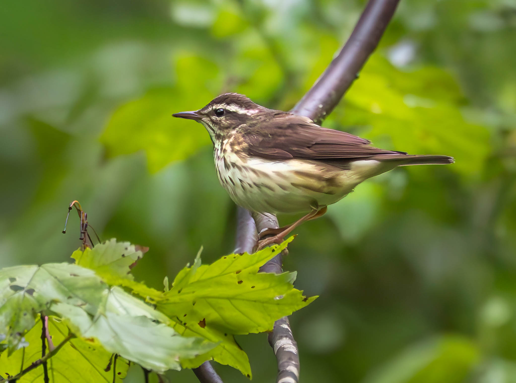 Louisiana Waterthrush