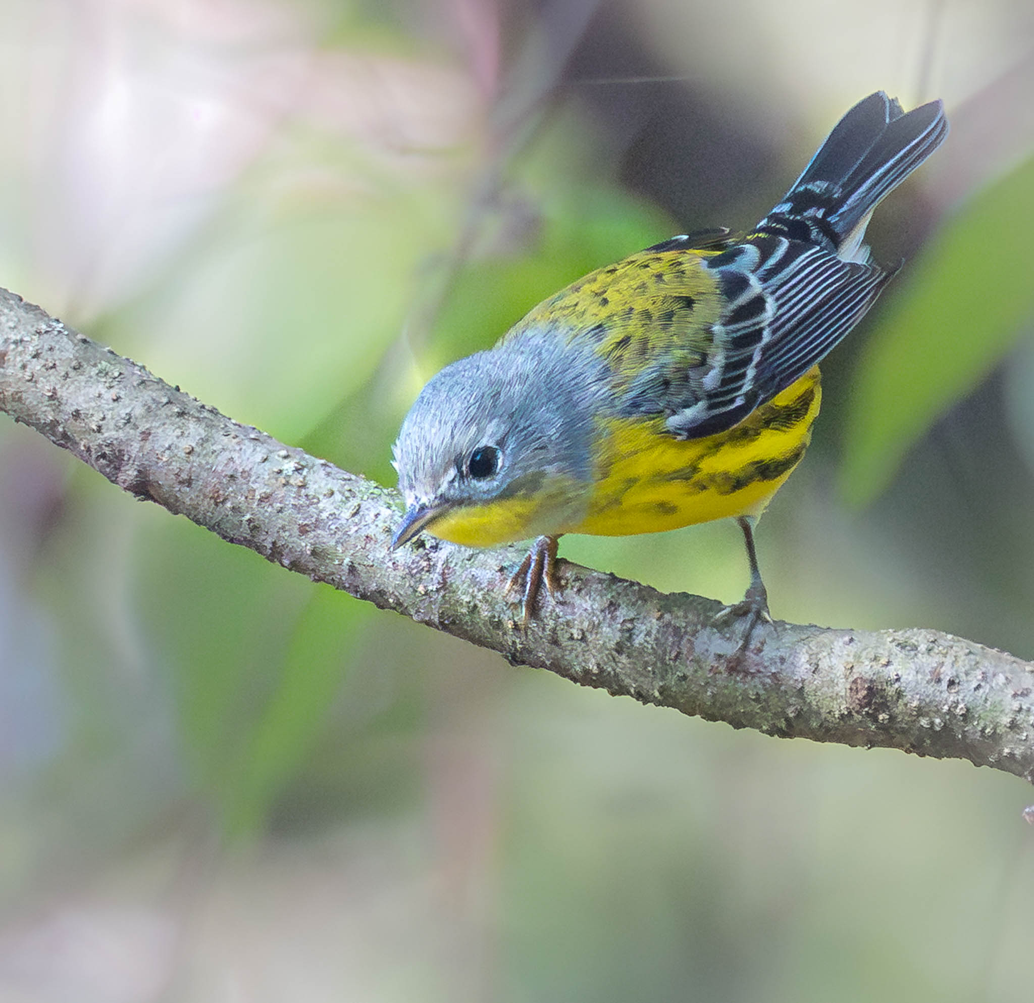 Magnolia Warbler