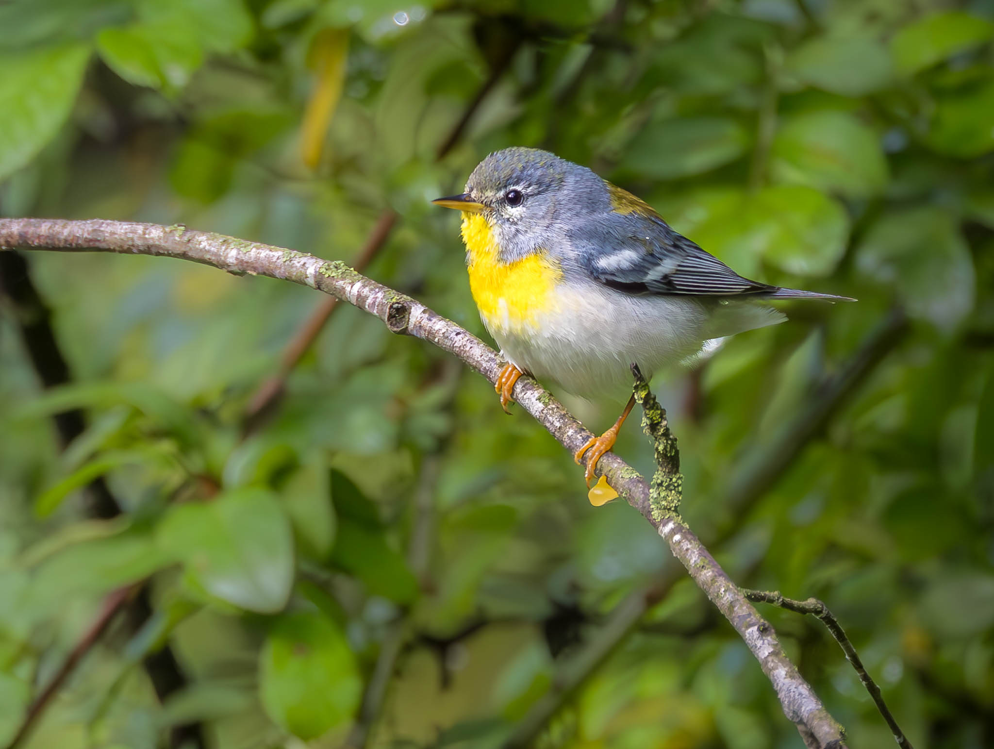 Northern Parula