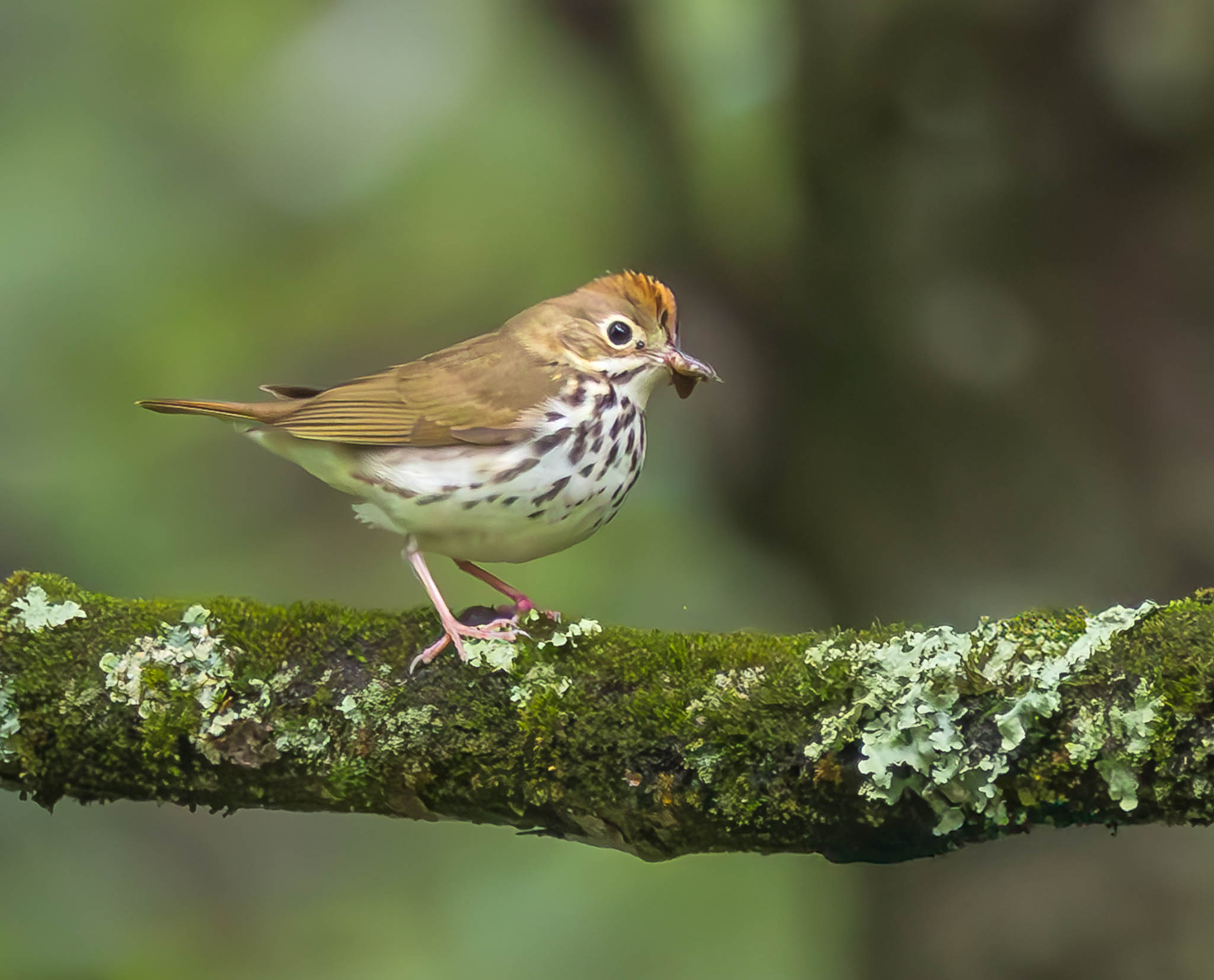 Ovenbird